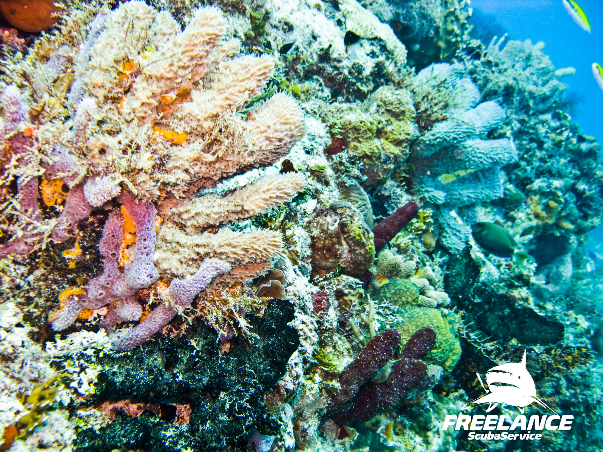 TOP 5 MUST-SEE DIVE SITES IN PLAYA DEL CARMEN