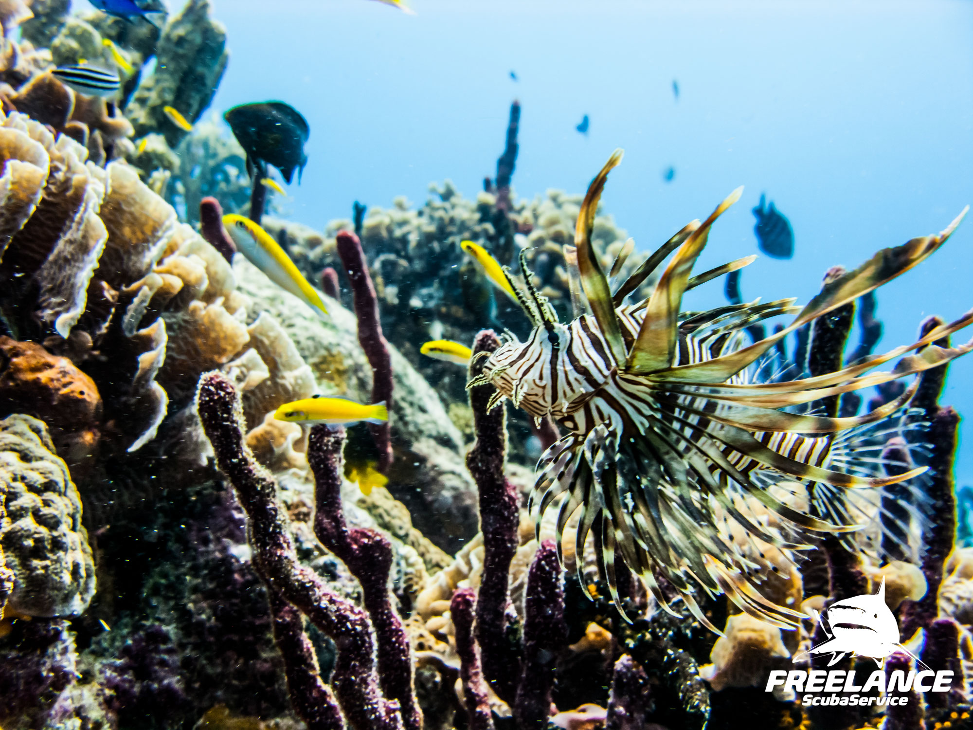 The Ultimate Guide to Scuba Diving in Playa del Carmen: Everything You Need to Know