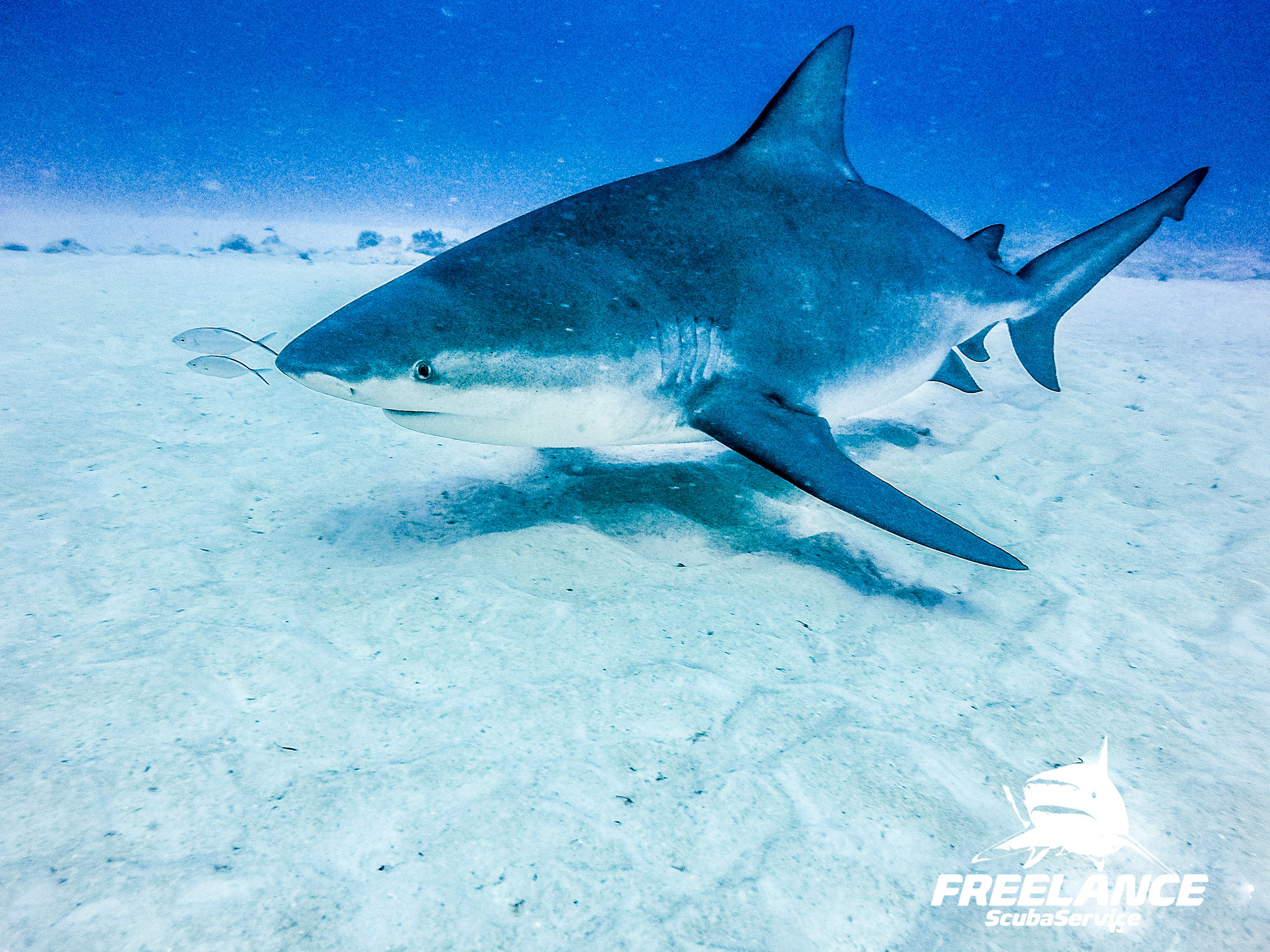 Understanding Bull Sharks: Biology, Behavior, and Fascinating Facts