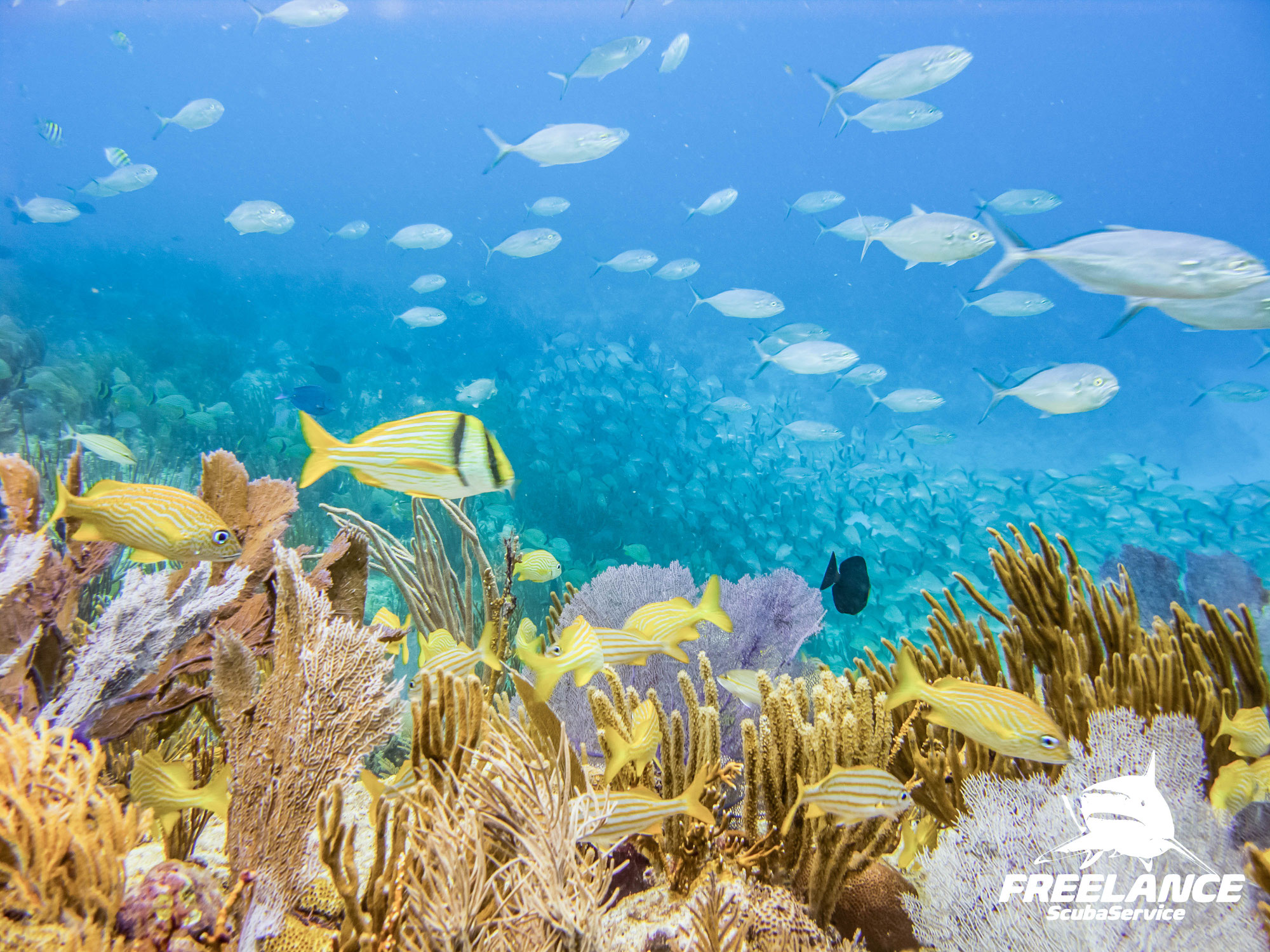 Discover the Wonders: Exploring the Mesoamerican Barrier Reef in Playa del Carmen