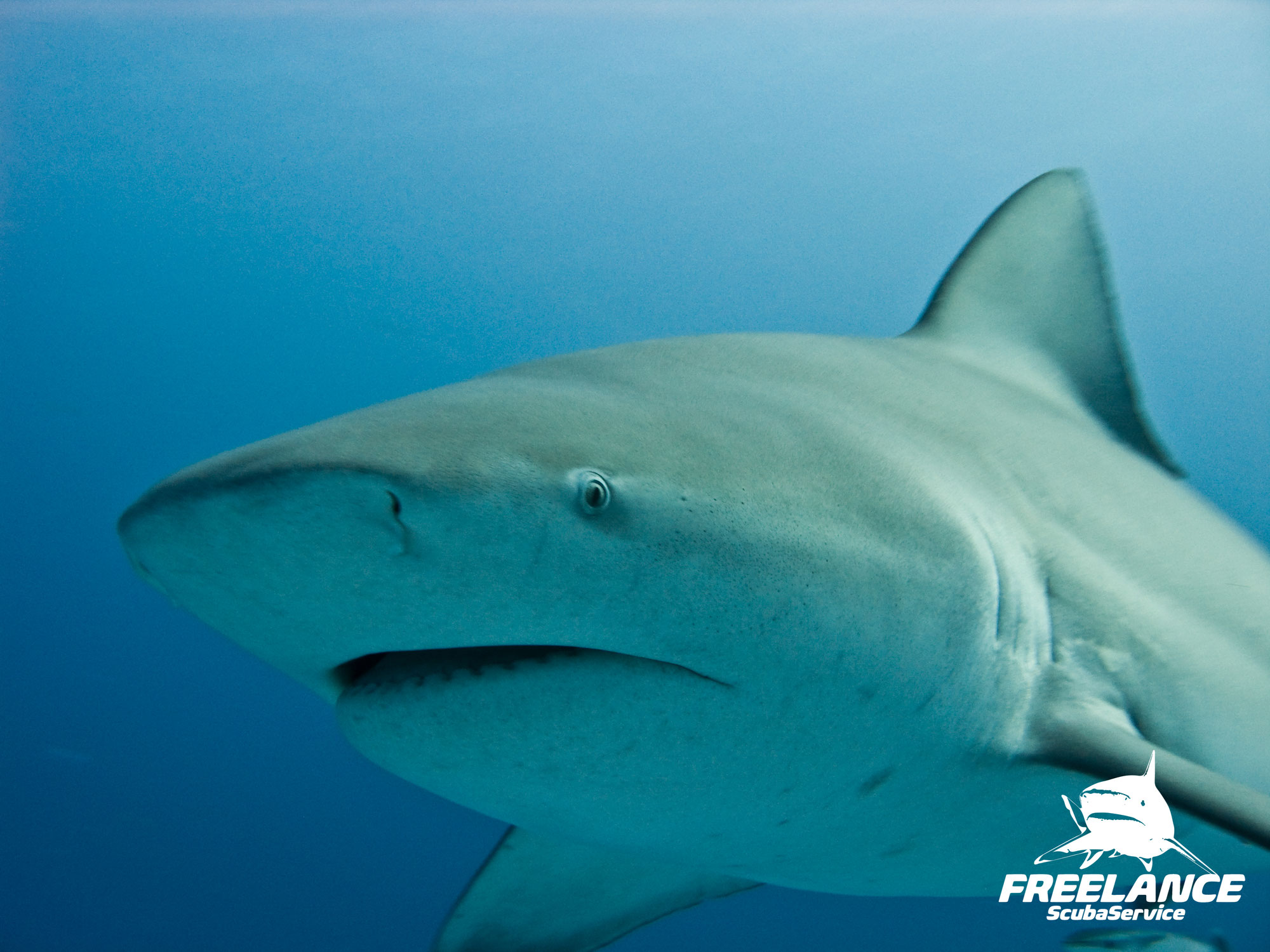 Bull Shark Diving in Playa del Carmen: An Unforgettable Underwater Thrill