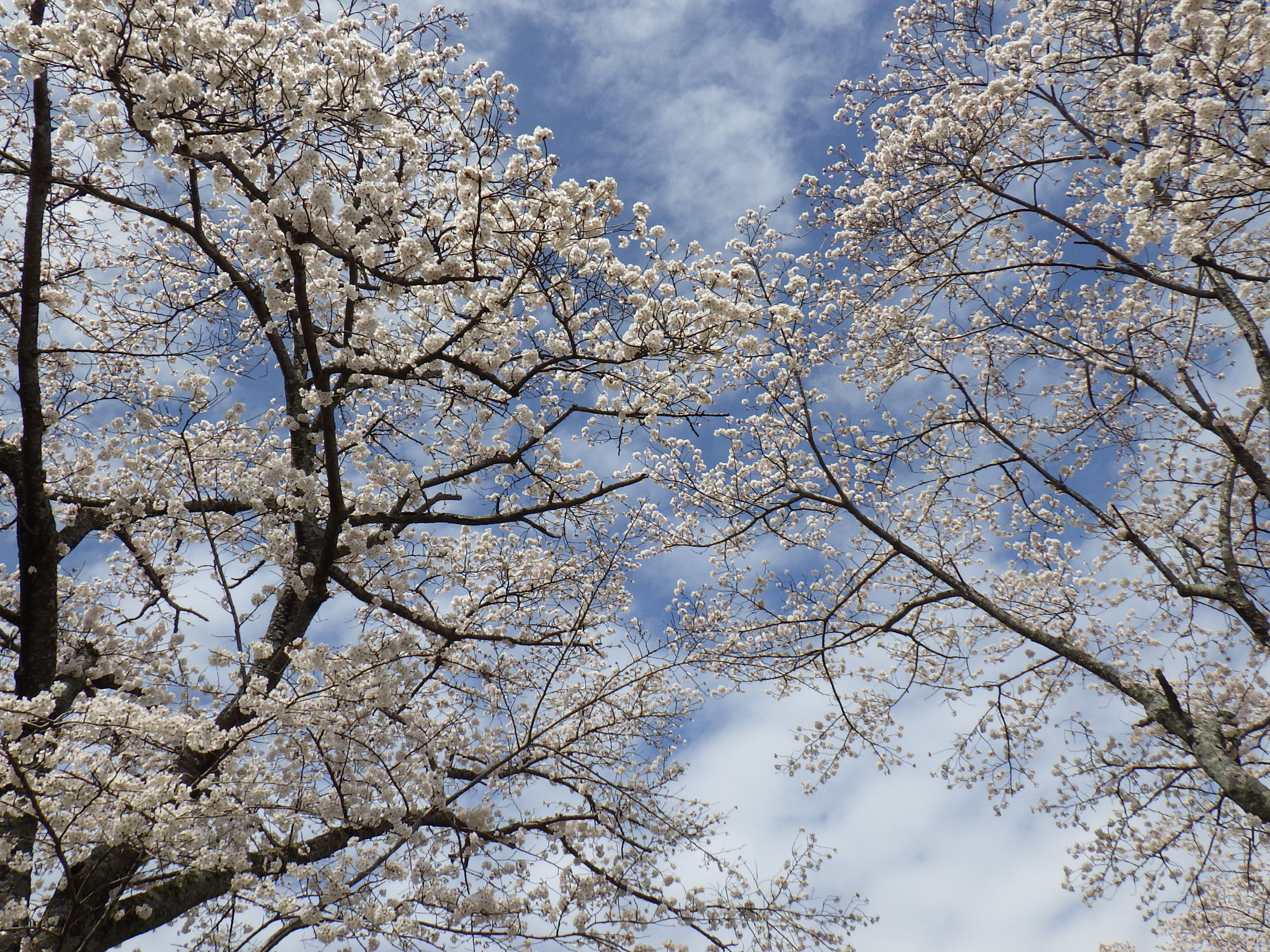 お花見～かたくりの里～