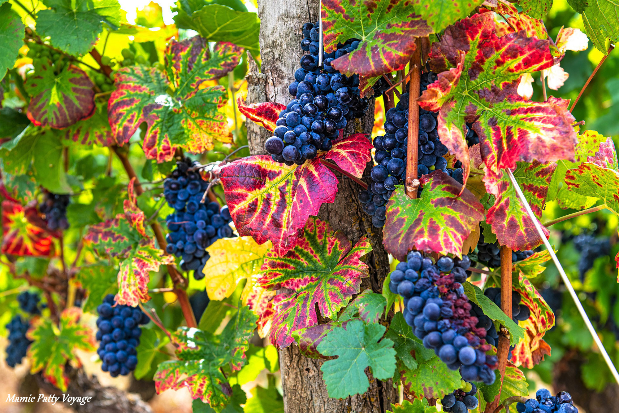 La vigne, la fierté des bourguignons