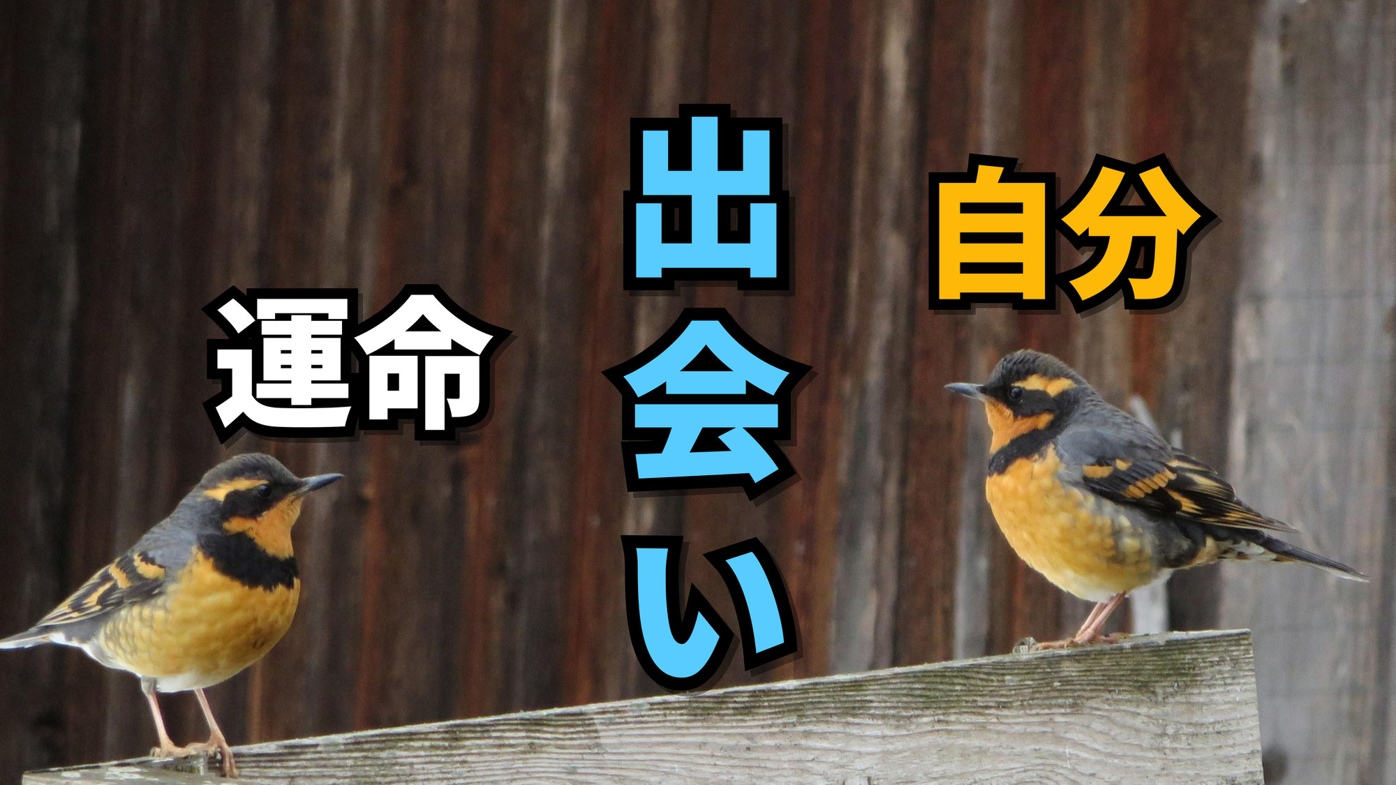 出会いとご縁 - 運命の役割ではなく、自分の役割 | 東京都世田谷区の占い師 昭晴