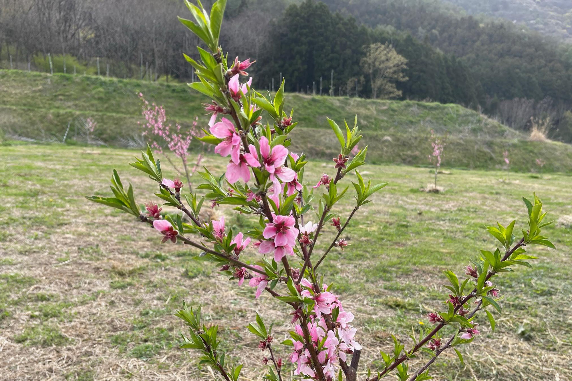 【Report】街と森との間「農」に触れて感じる世界《長野》