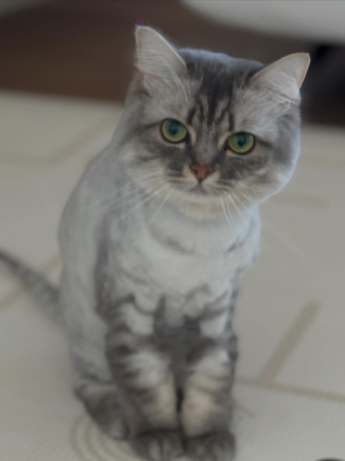 サンタちゃん