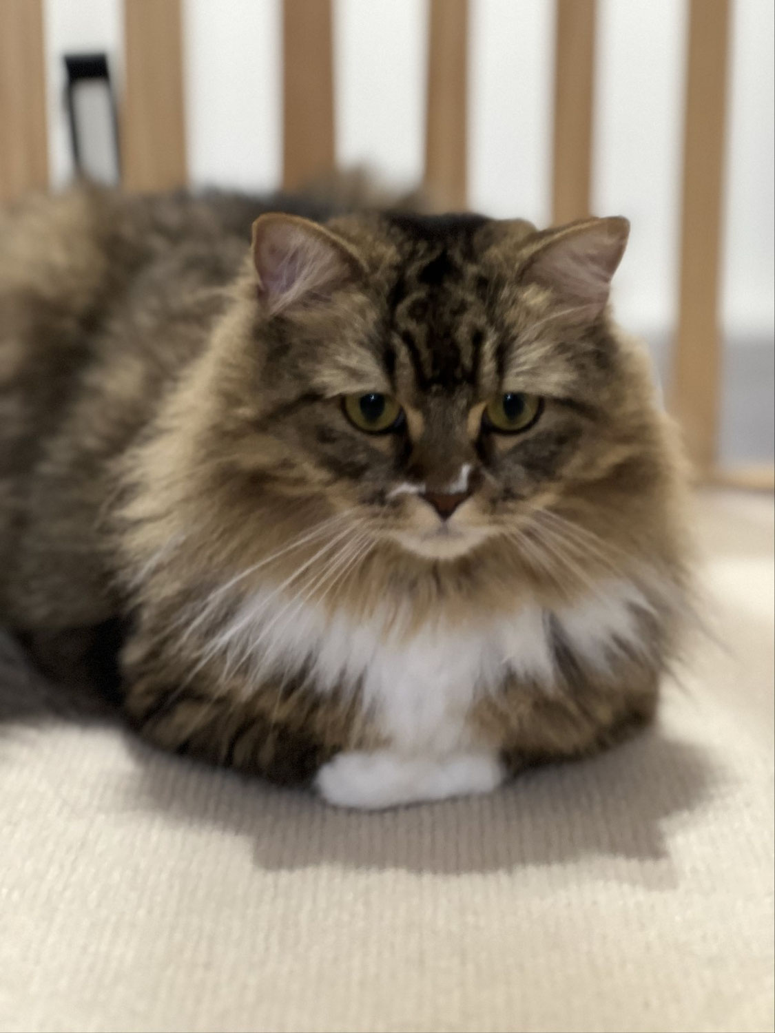 アルフレッド君