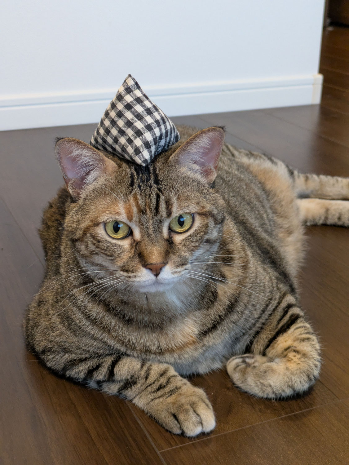 保護猫マルシェに行ってきました！
