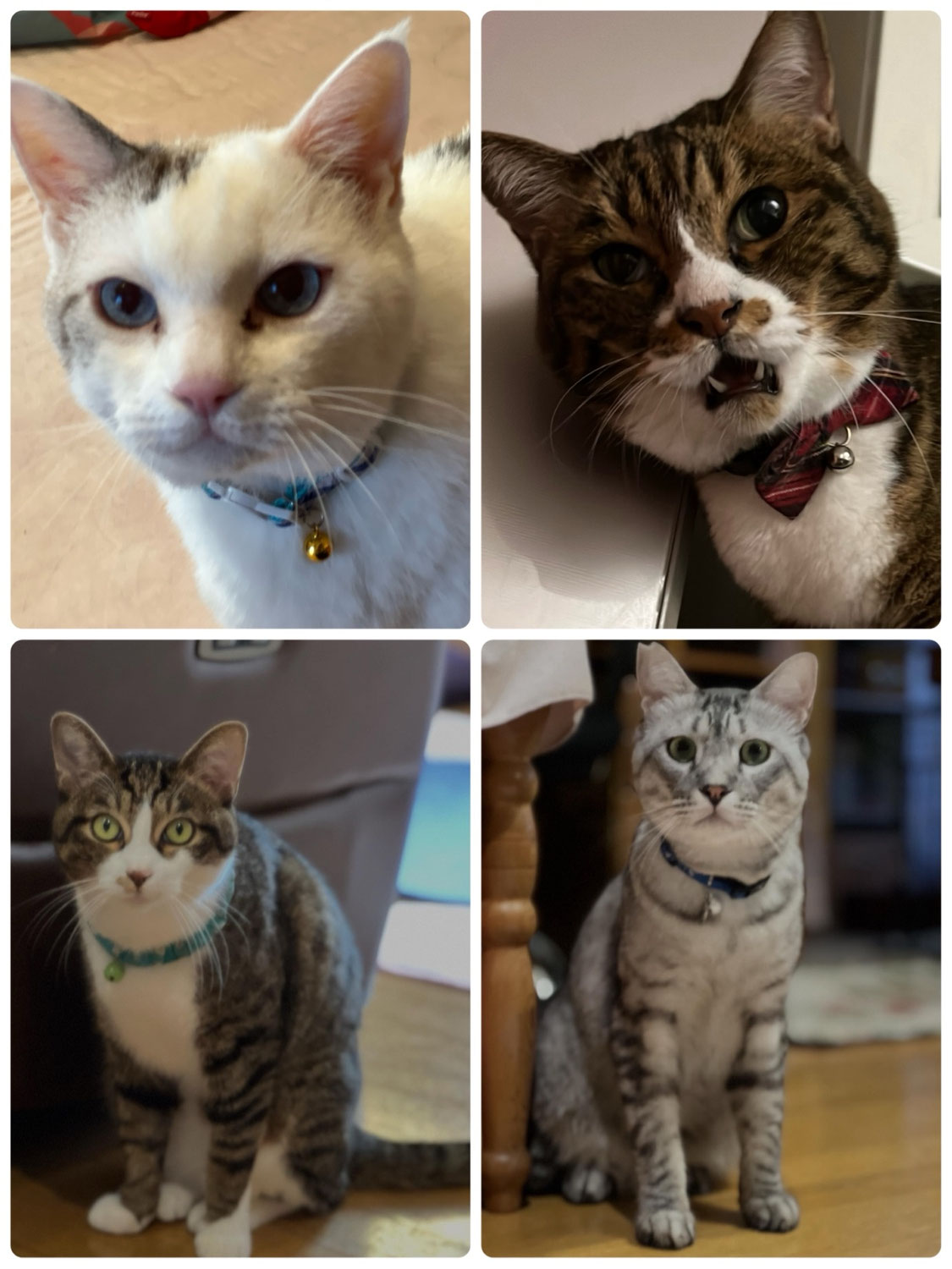 ムーメーモークー君