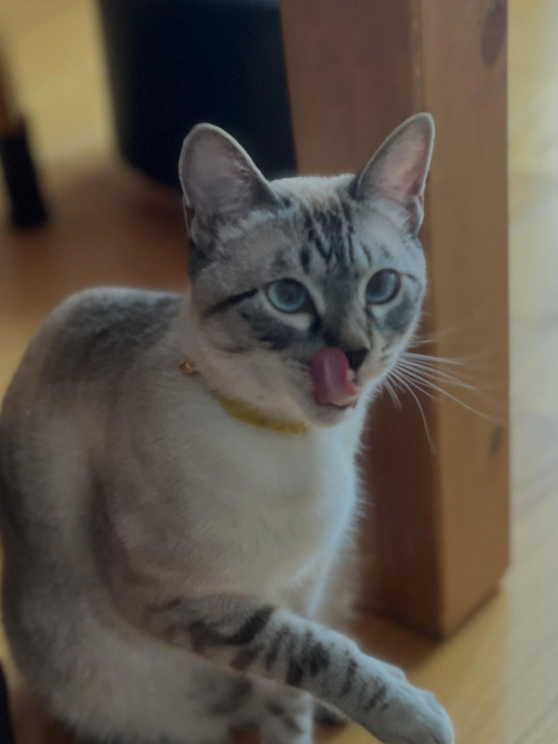 かぶちゃんくわ君