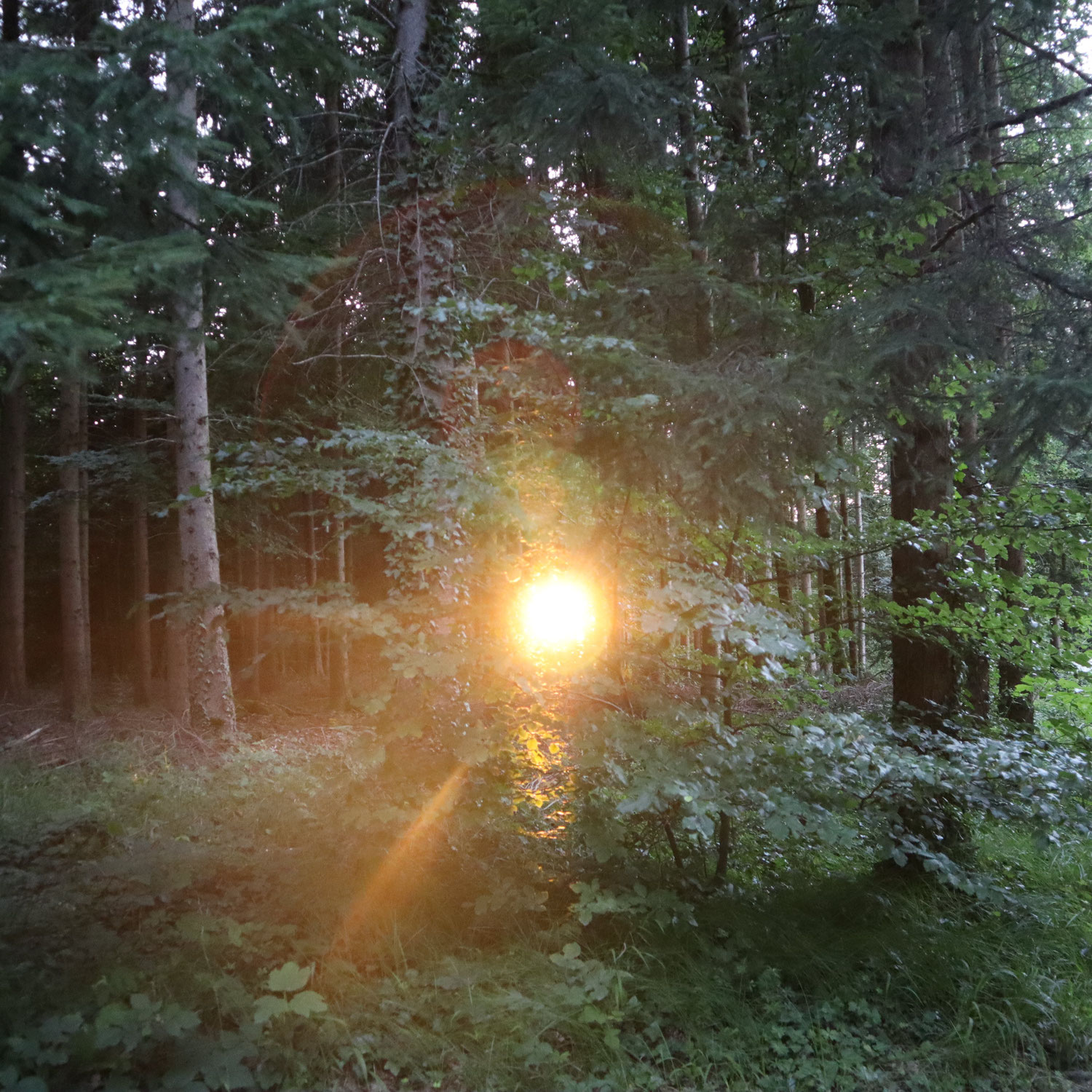 Die Wildnis ruft