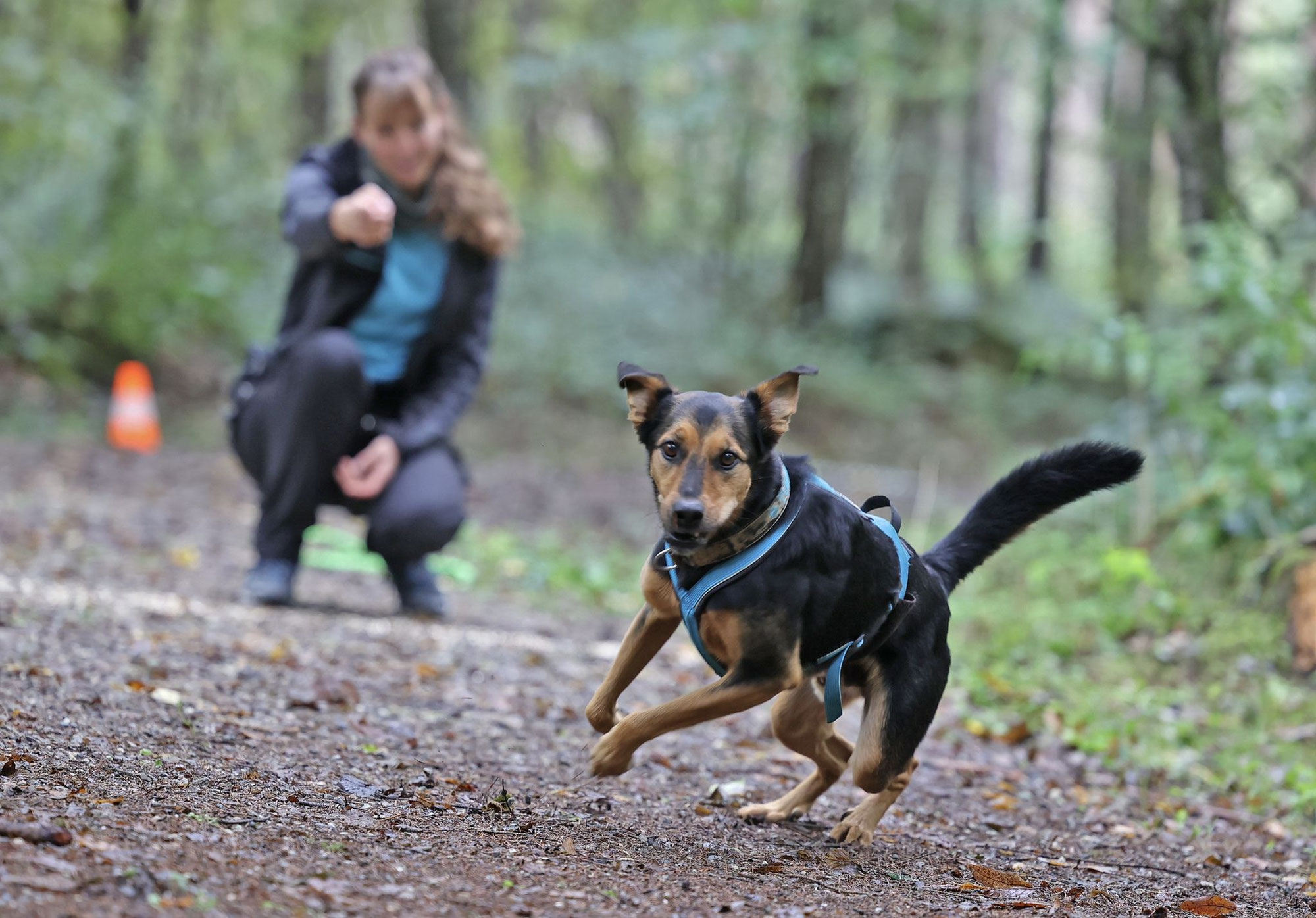 Bilder vom Hundemilitary 22