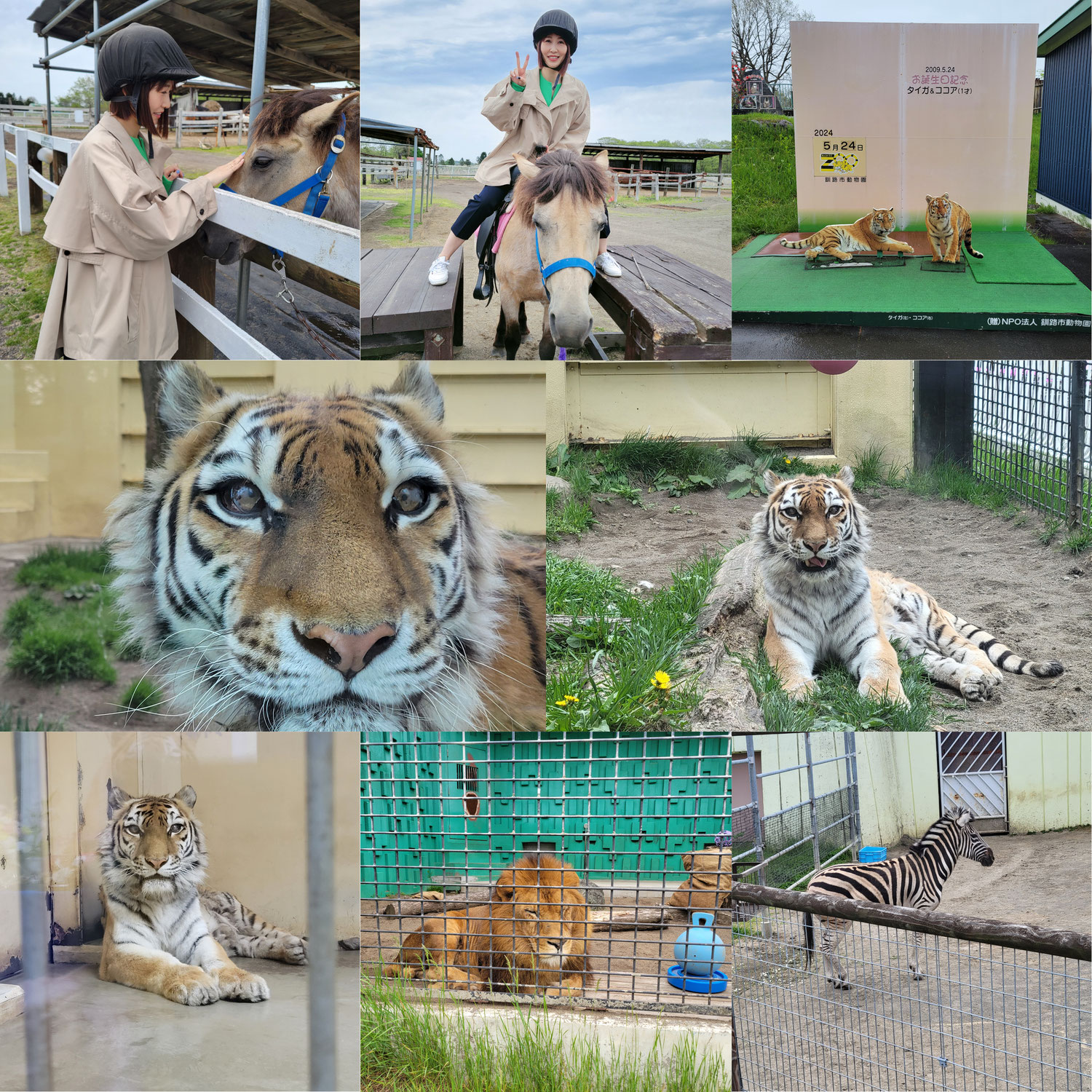 釧路市動物園ココア16歳のお誕生日お祝い！～大好き釧路～
