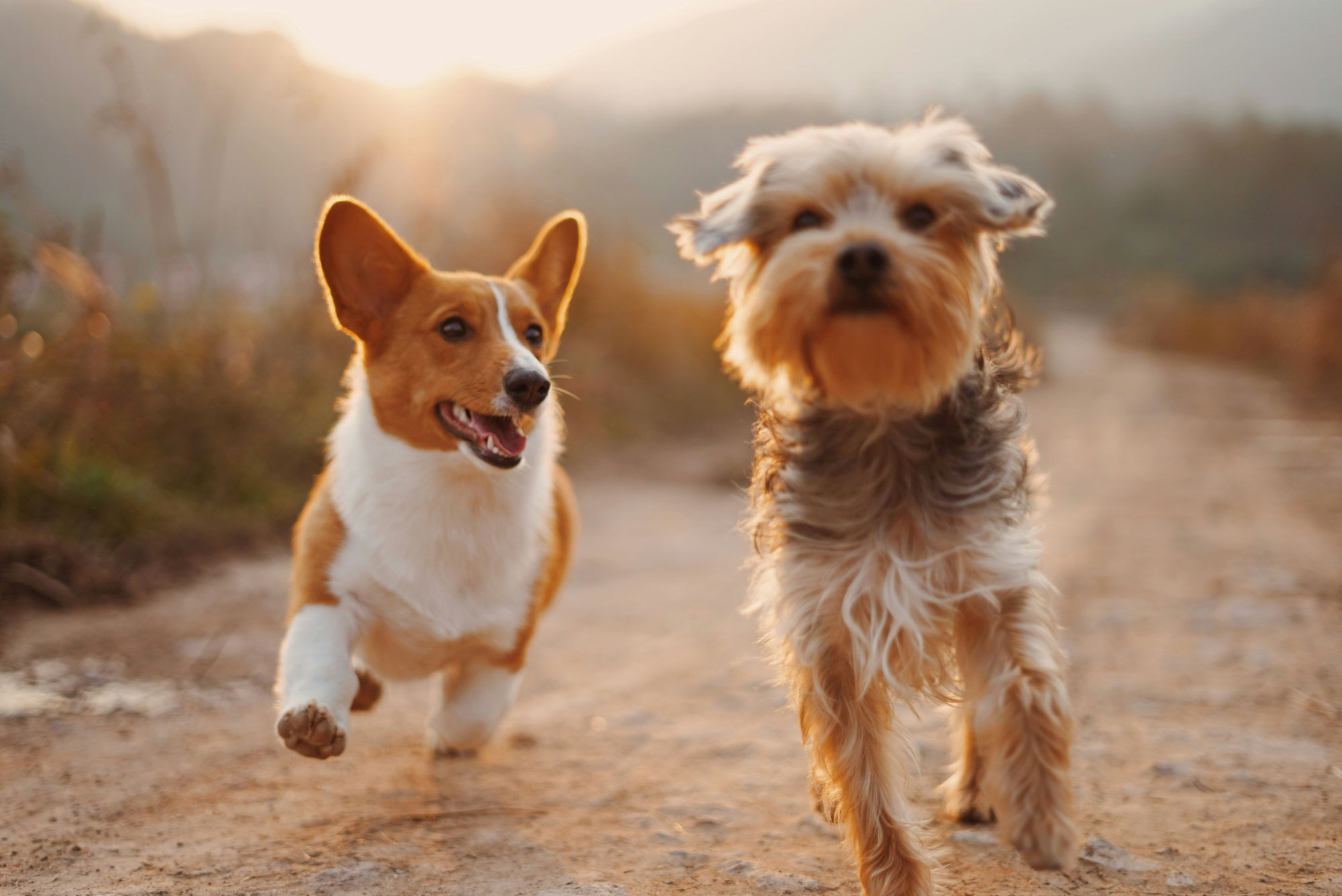Eigene Praxisräume, eigene Hundepension