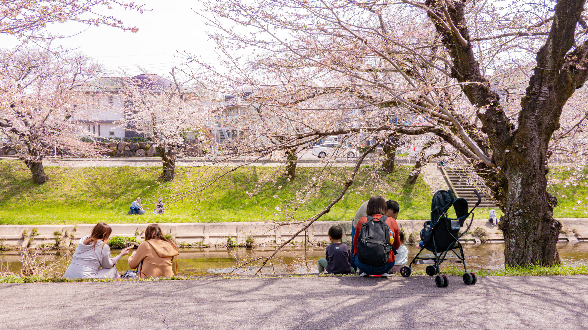 百十郎桜がいい感じ