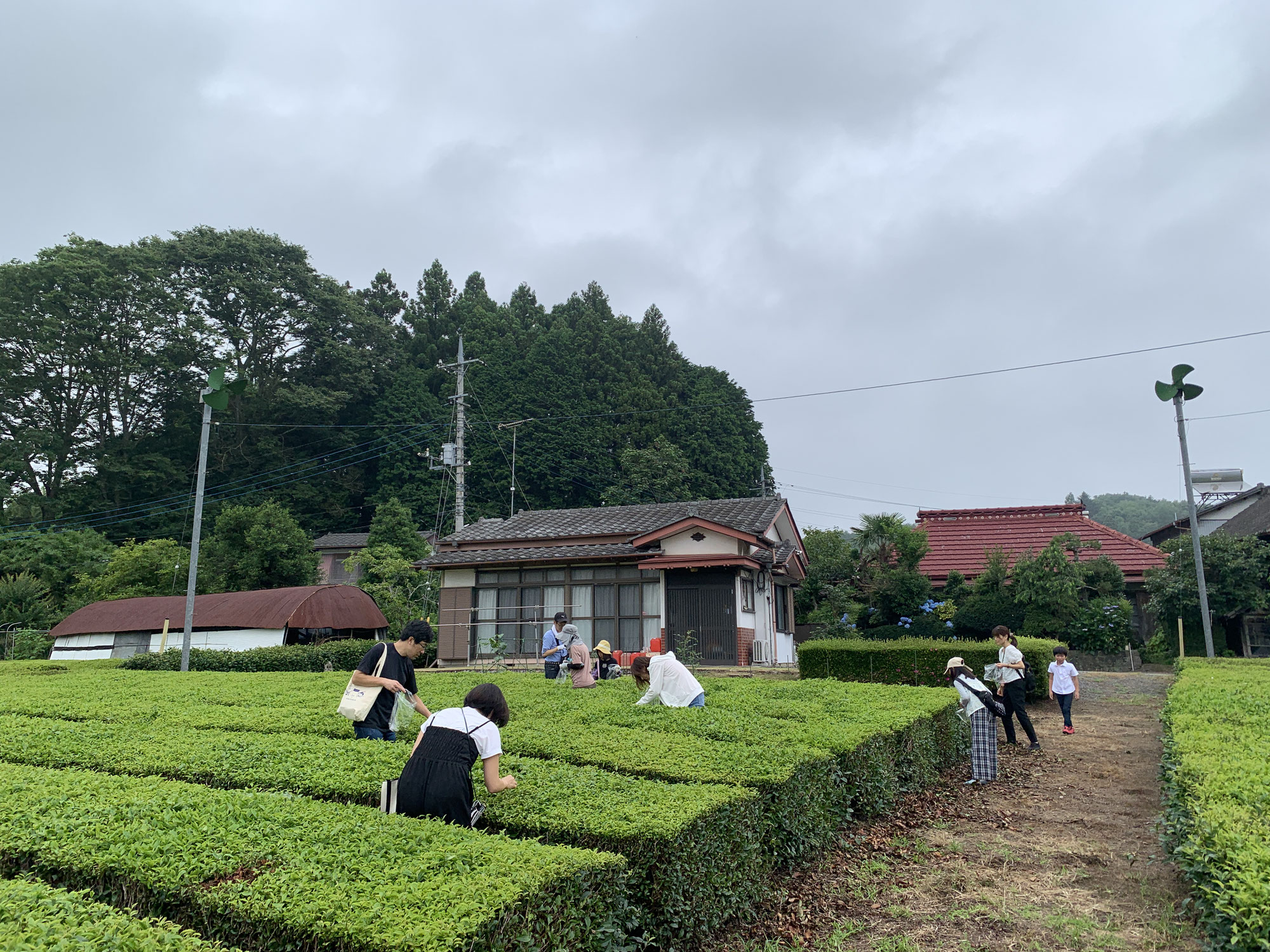 無農薬の茶栽培を学ぶイベント開催しました