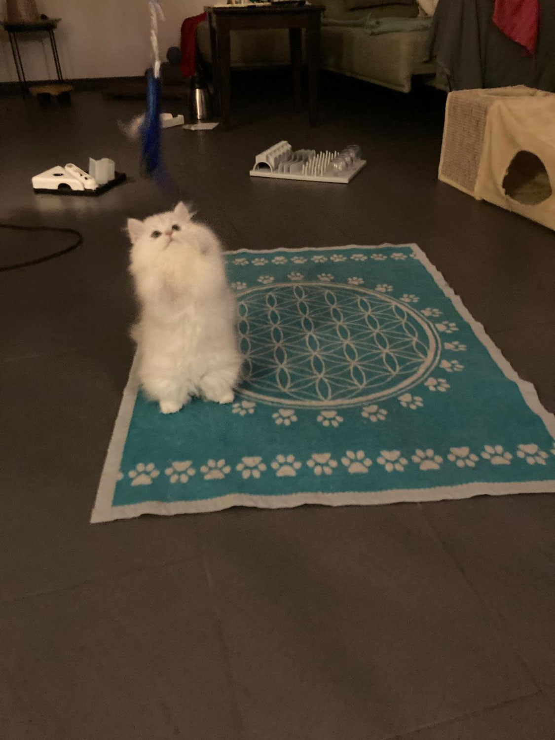 Louie alias Smoky ist nun im neuen zu Hause
