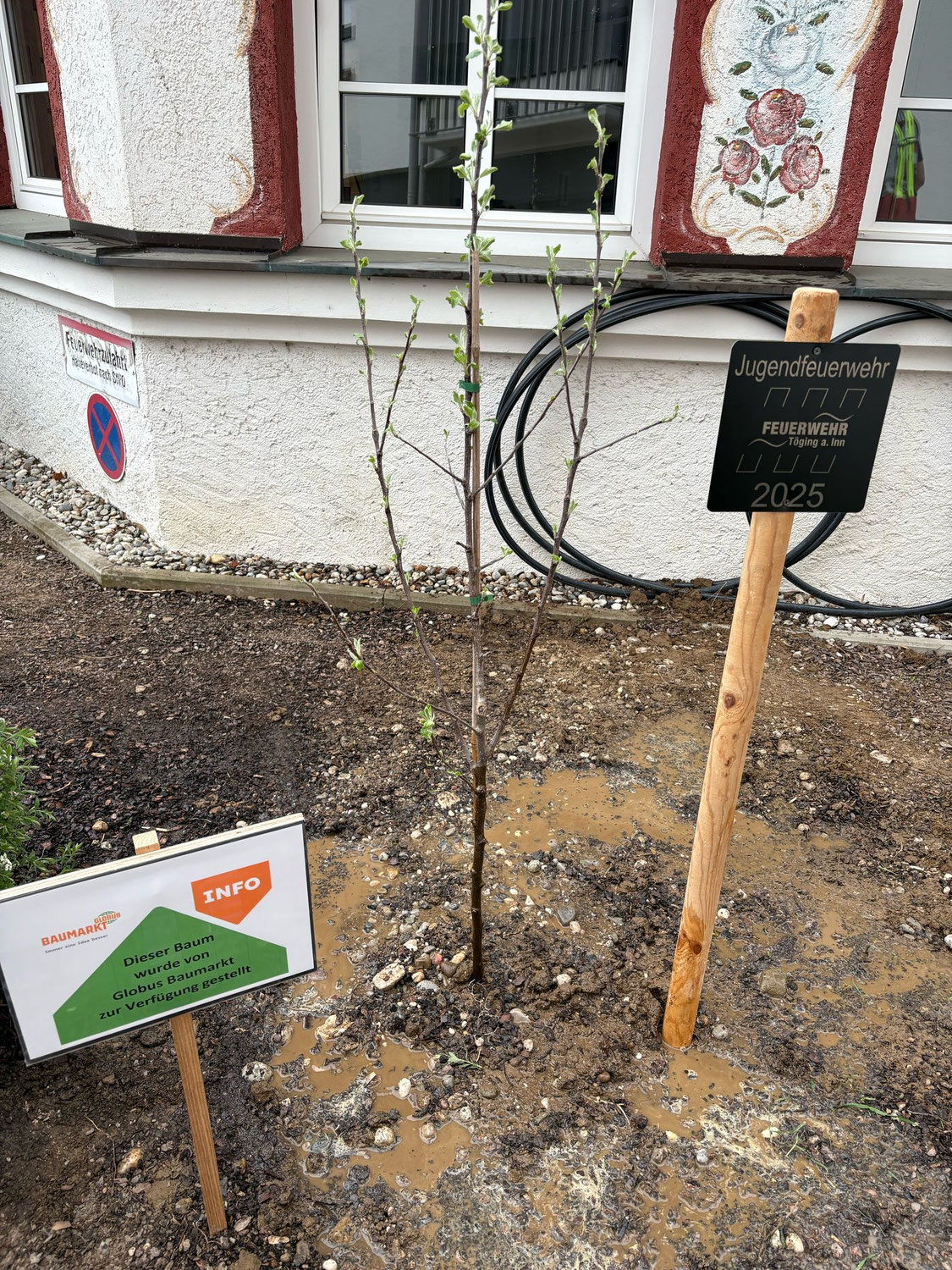 Baumpflanz-Challenge 2025🌳
