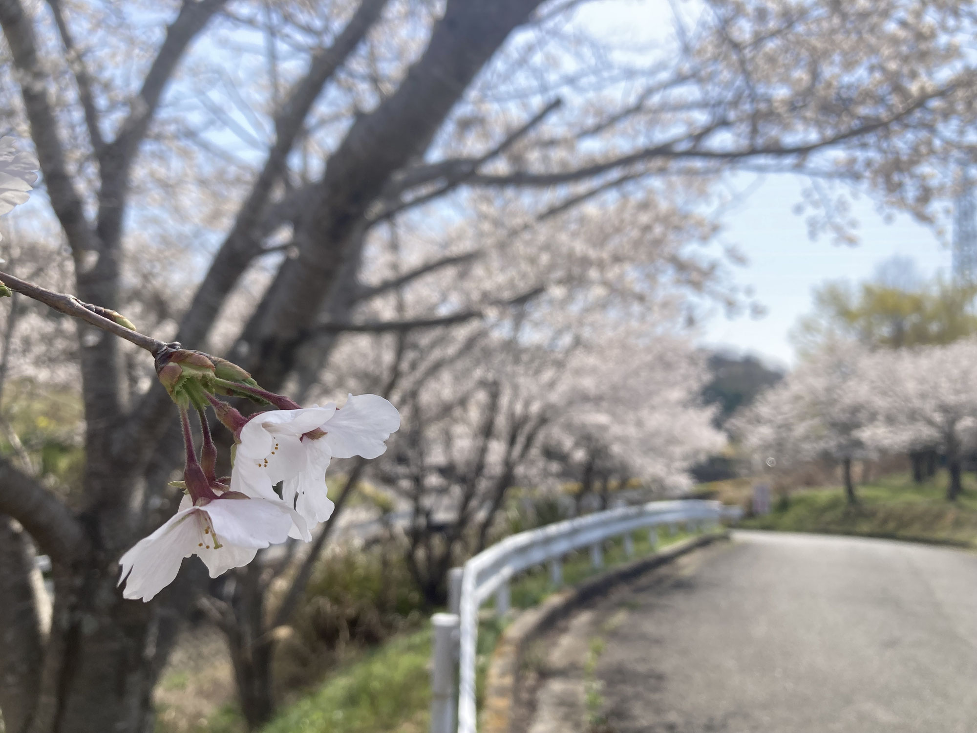 Spring Festa in 堺鉢ヶ峯