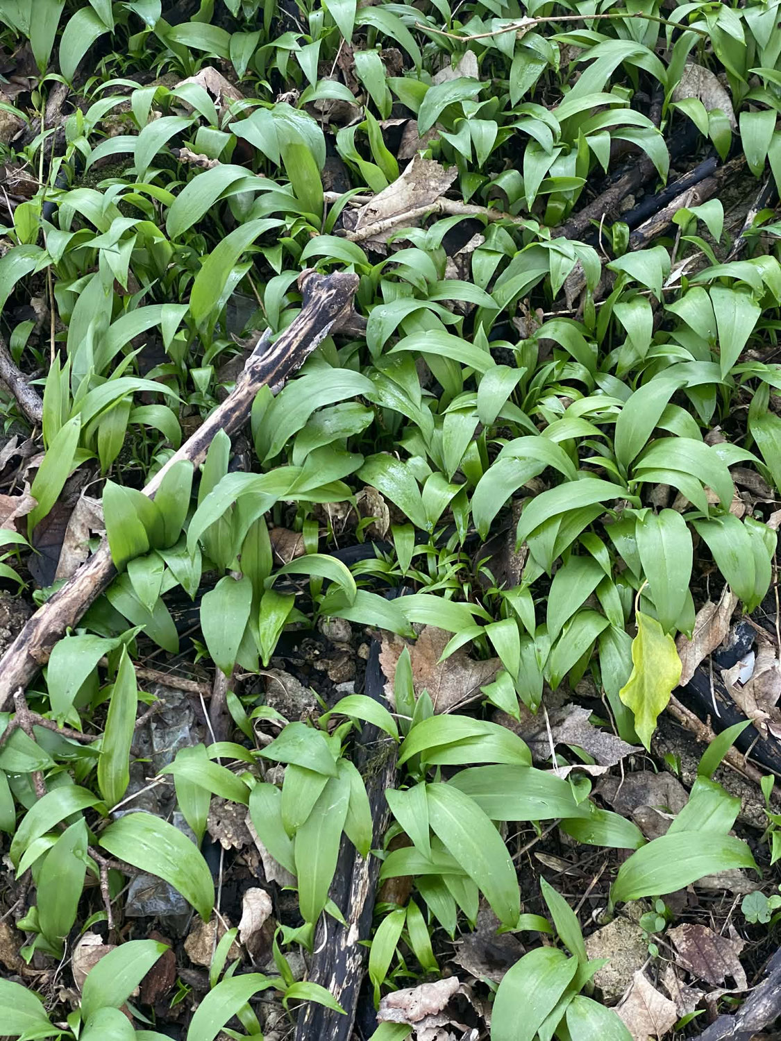 Ail des ours (Allium ursinum)