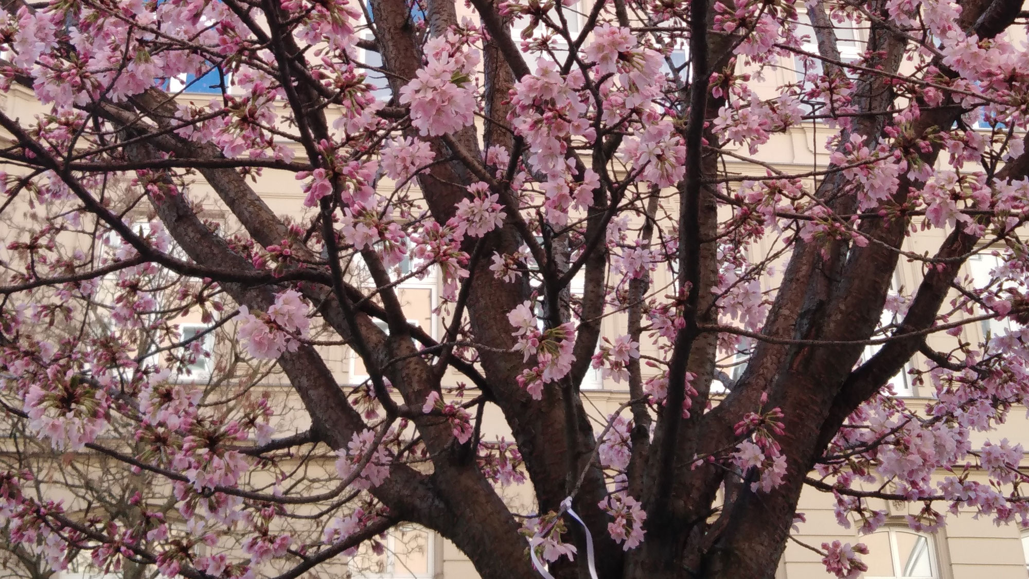 Primavera- Sei anni fa