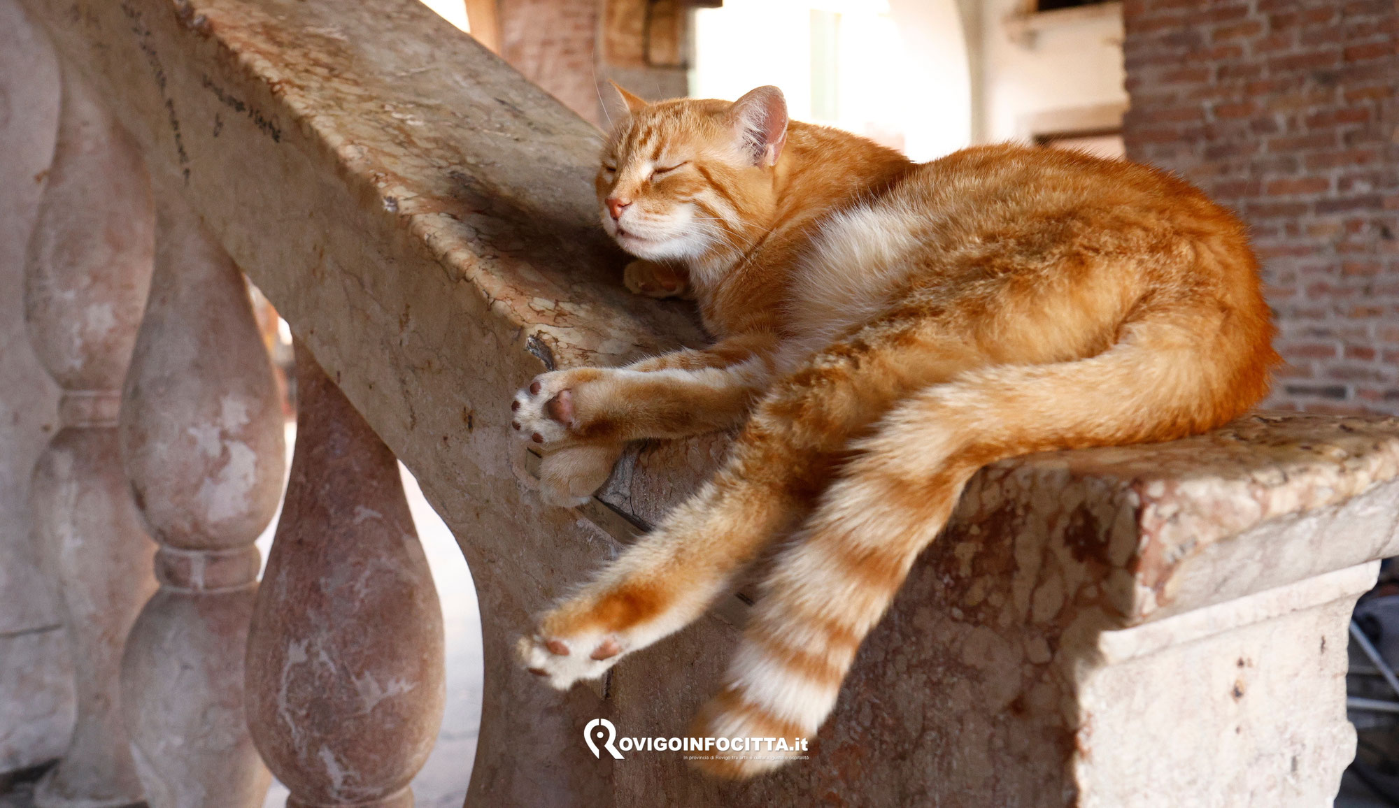 UNA STATUA PER il GATTO ROSSINI