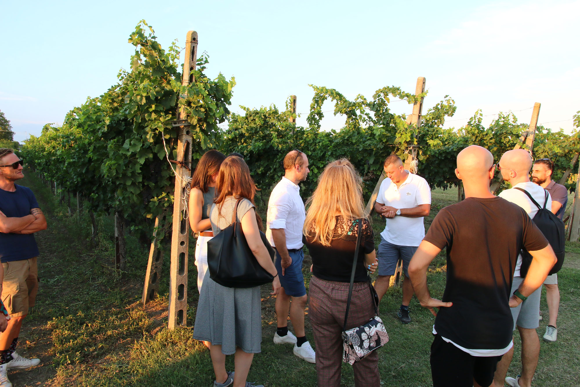 Alla scoperta del vigneto dell'azienda agricola Il Picco con visita guidata e pic nic finale in vigna