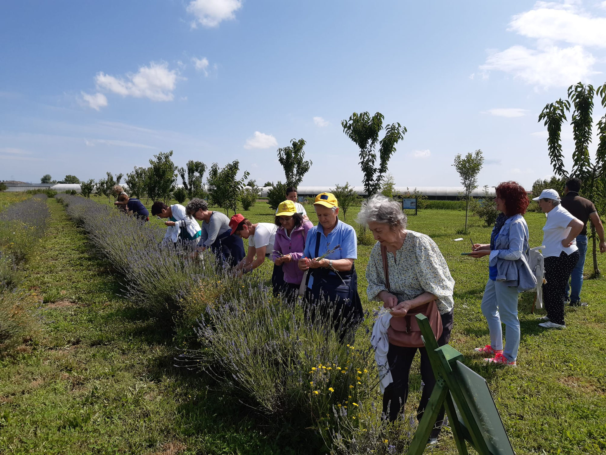 UNA VISITA ALL’AZIENDA AGRICOLA BARISON, TRA BOSCHI, RACCONTI DIALETTALI E LAVANDA