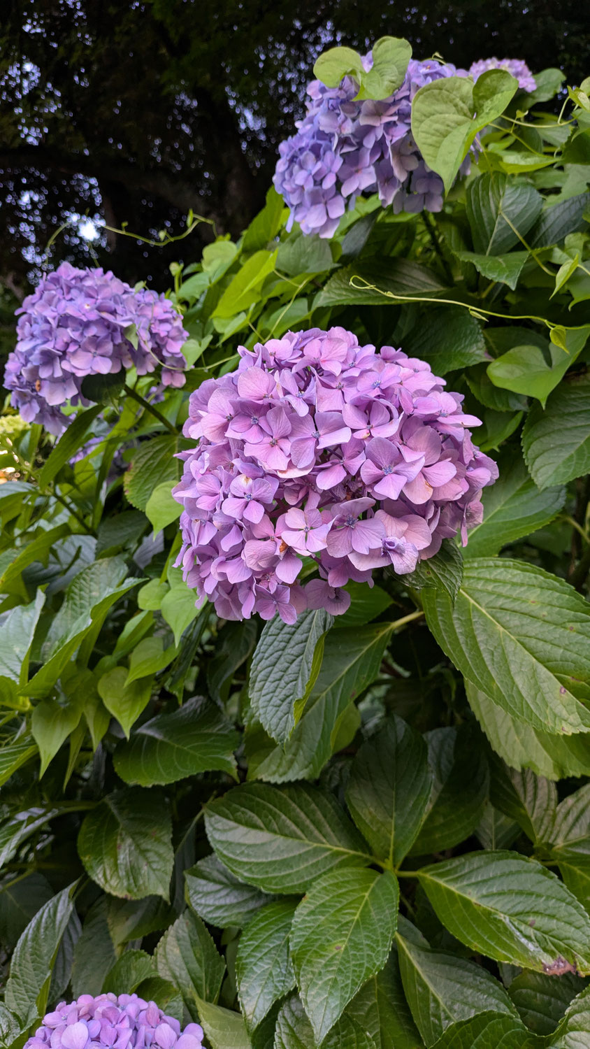 紫陽花の咲く季節に考えること
