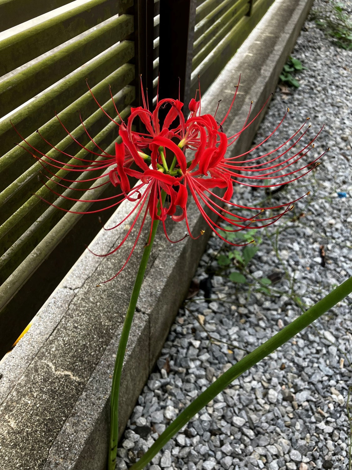 昨日より今日、今日より明日