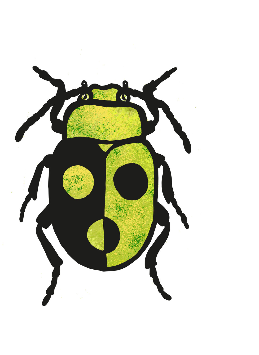 Käferillustration