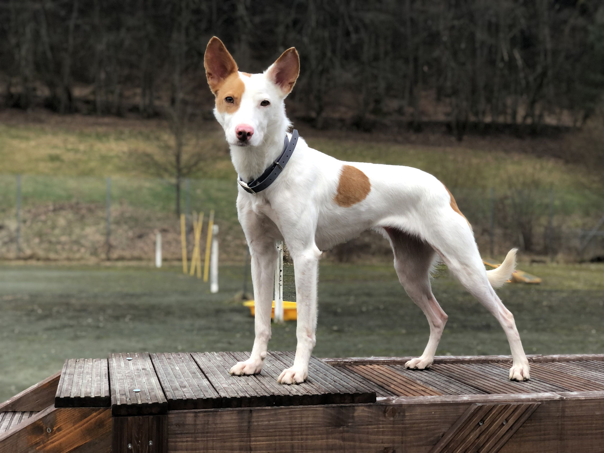 Idealgewicht des Hundes