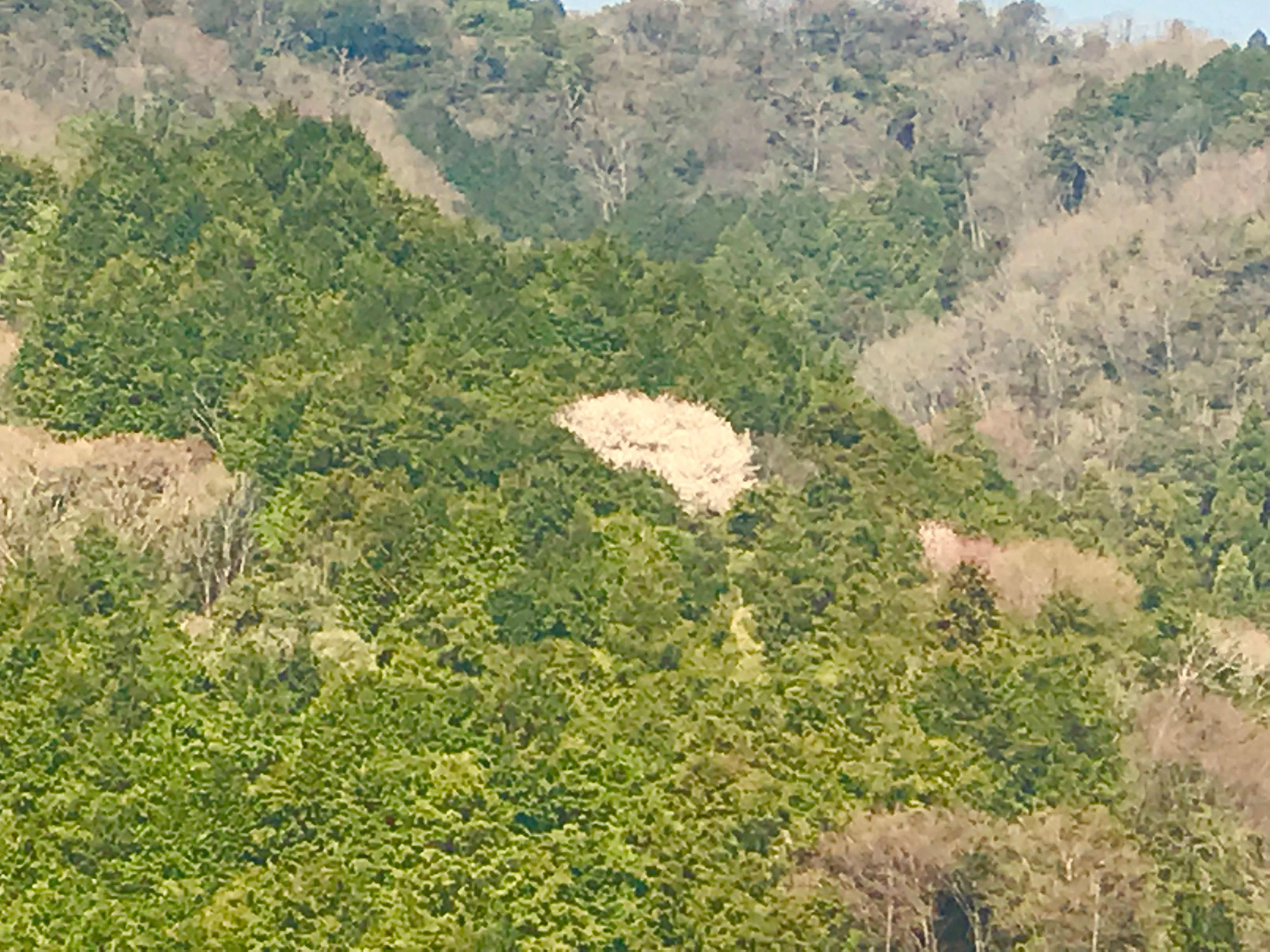 山の中の桜の木　（No.4)