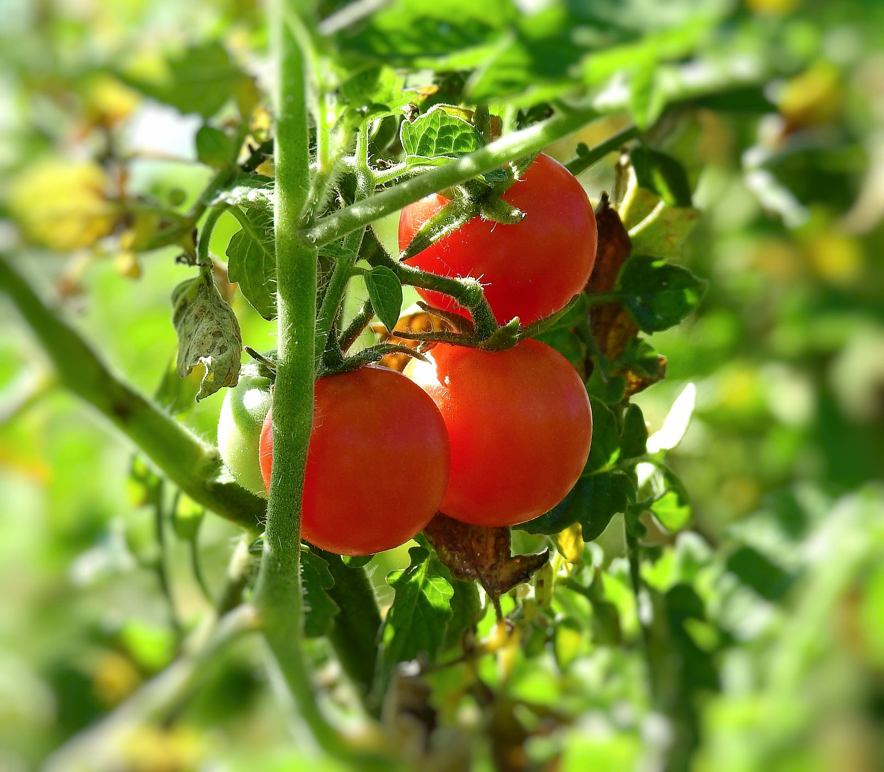 Tomatenpflanzen im Freiland, geht das?