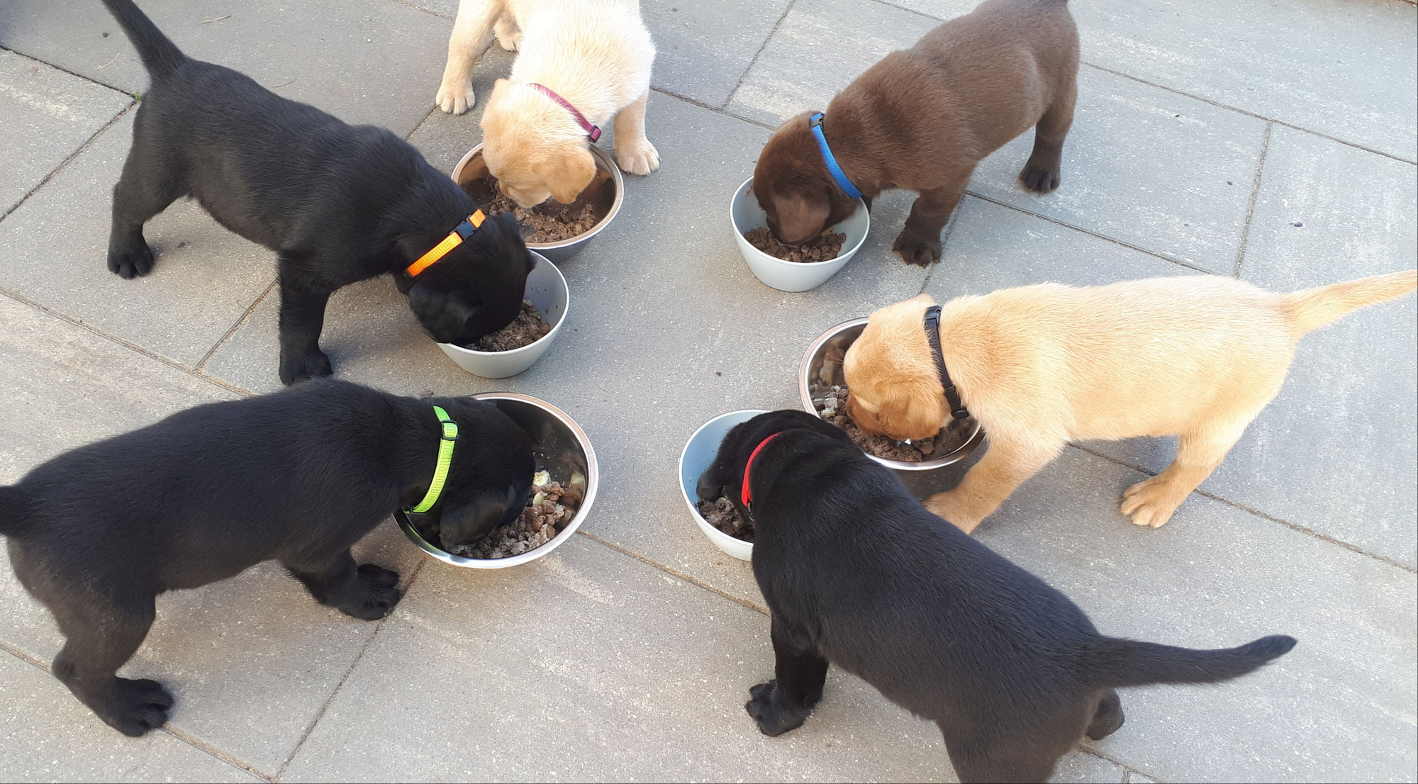 Das perfekte Futter für deinen Hund: BARF, Trockenfutter, Nassfutter & mehr im Überblick