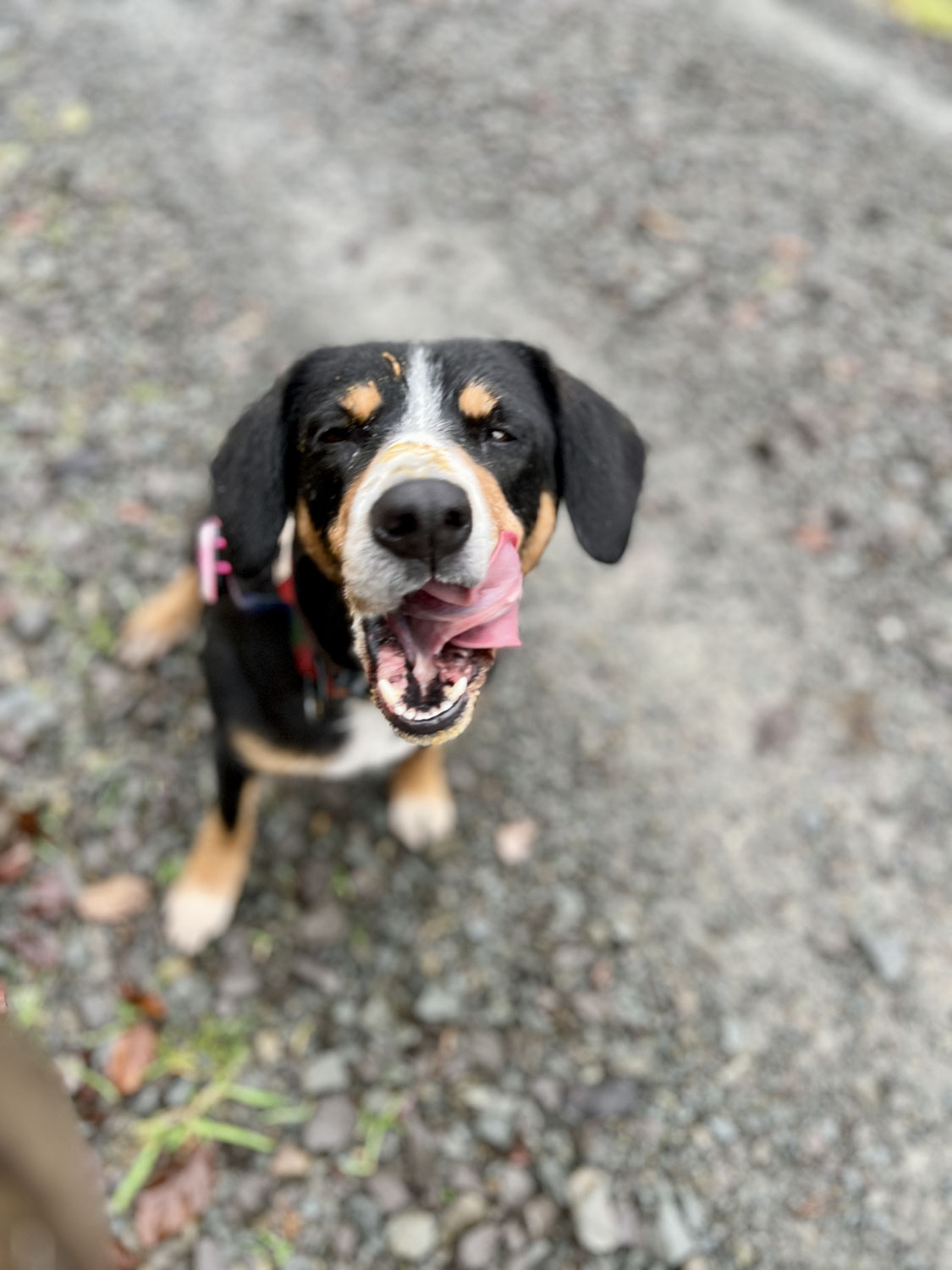 Warum mehr Auslastung deinen Hund unruhiger macht | Hund zur Ruhe bringen – Rundum Glückshund Bergisch Gladbach