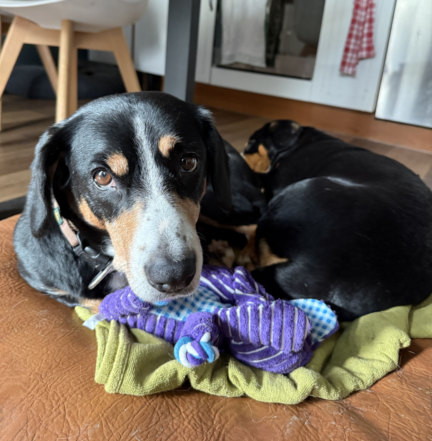 Das Häusliche Programm im Hundetraining