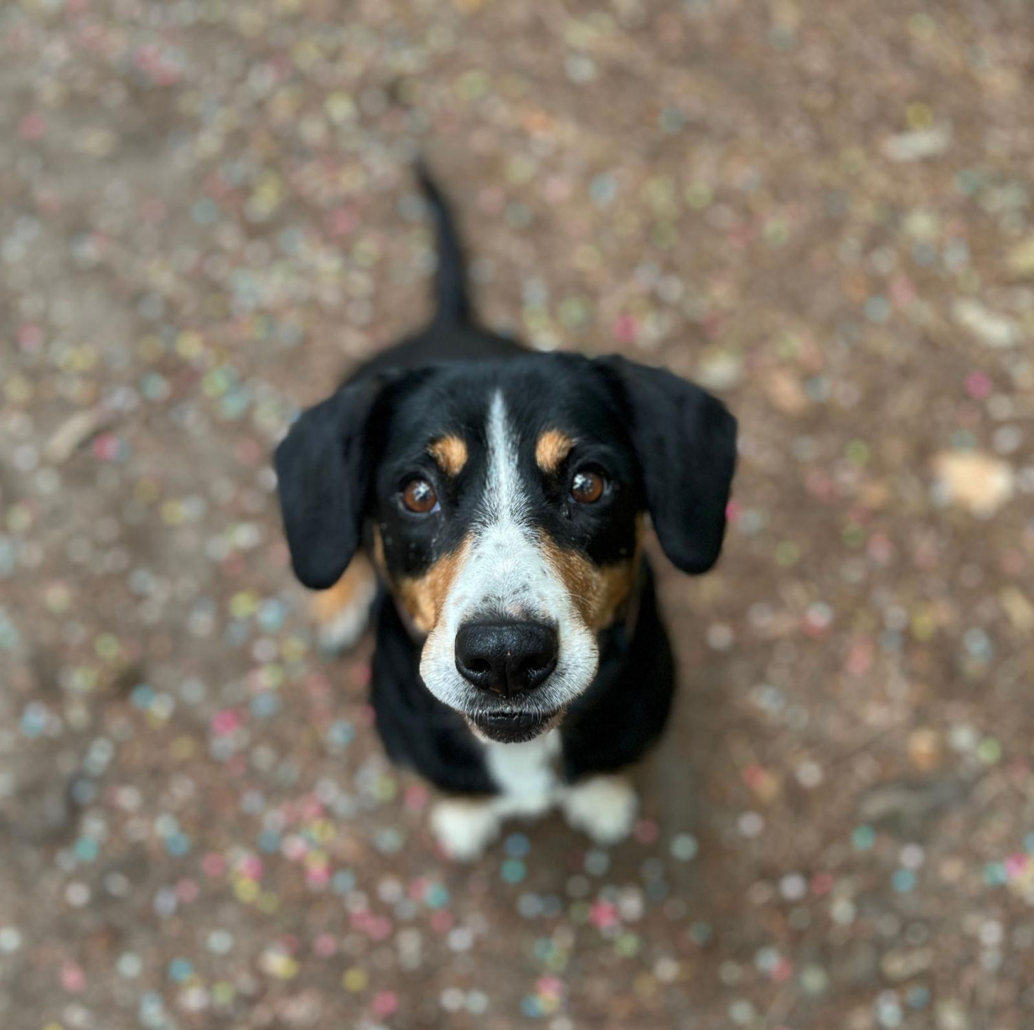 Strafe im Hundetraining - warum Grenzen zur Beziehung gehören
