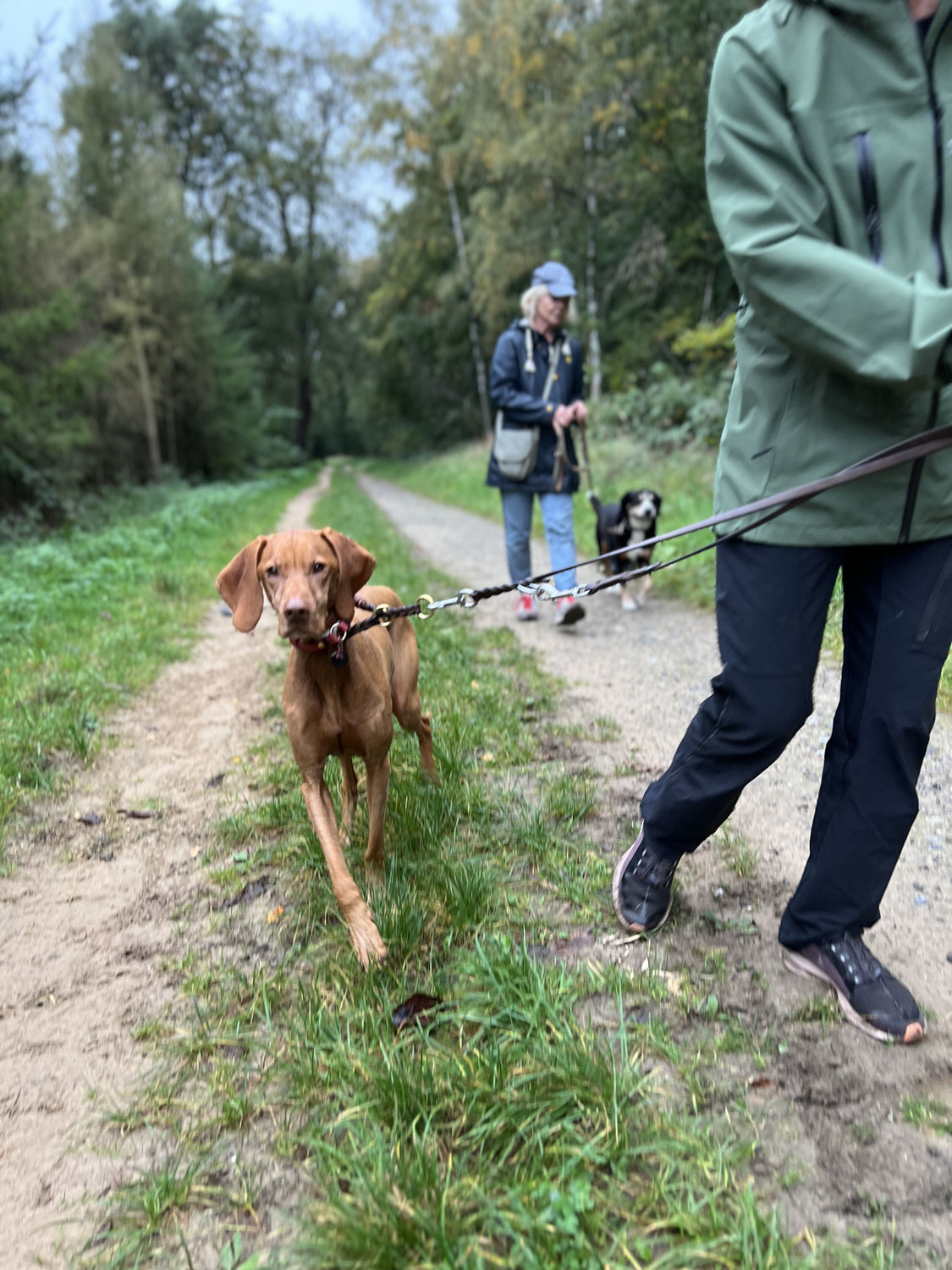 Leinenführigkeit beim Hund - warum Hunde an der Leine ziehen stecken kann