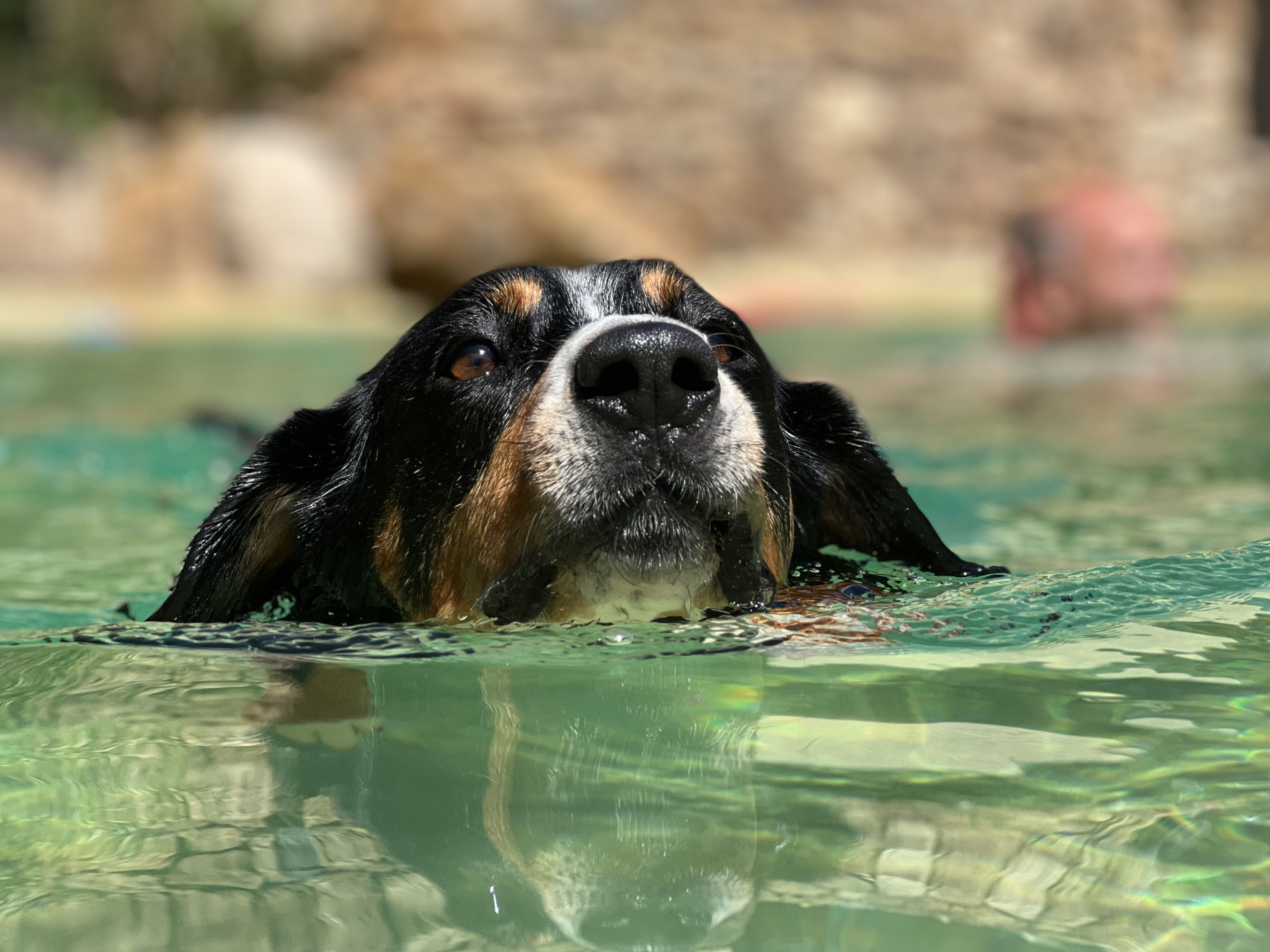 Warum Training nicht immer funktioniert – so lernen Hunde wirklich | Rundum Glückshund Bergisch Gladbach