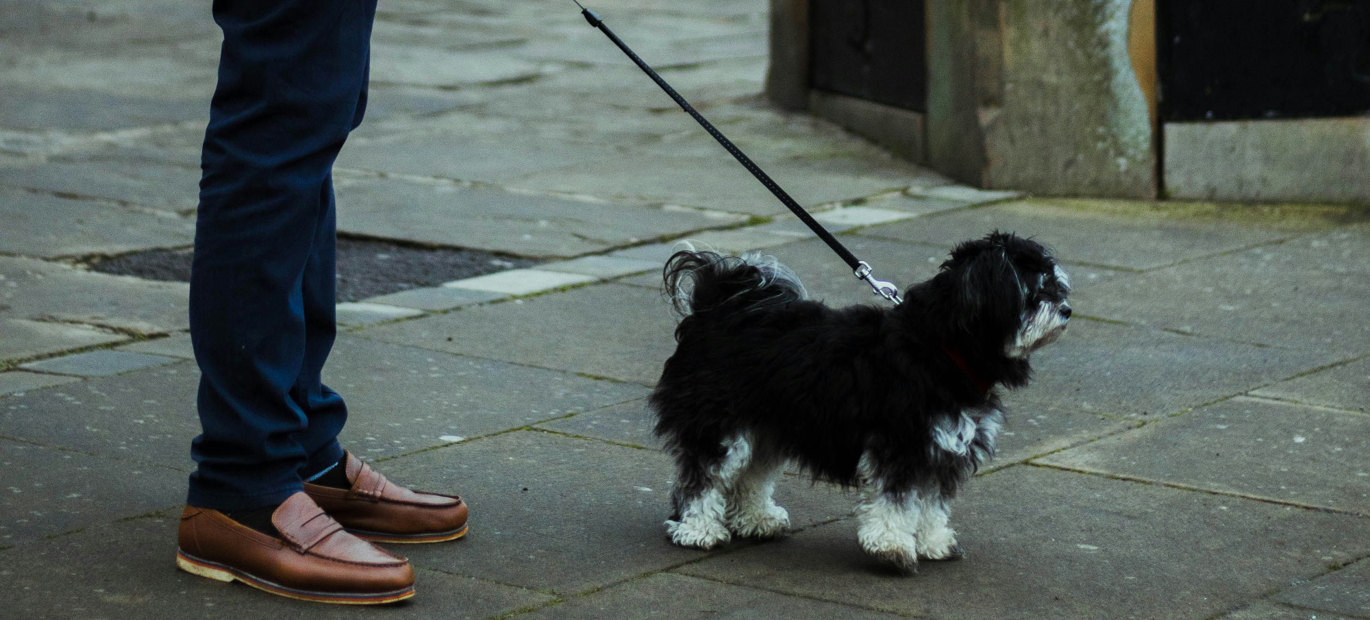 Hundebegegnungen an der Leine - warum sie schwierig werden und was deinem Hund helfen kann