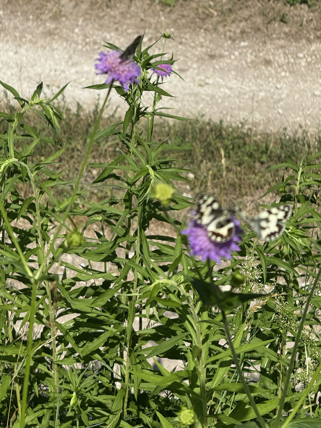Schachbrettfalter – Sommergast am Lechdamm
