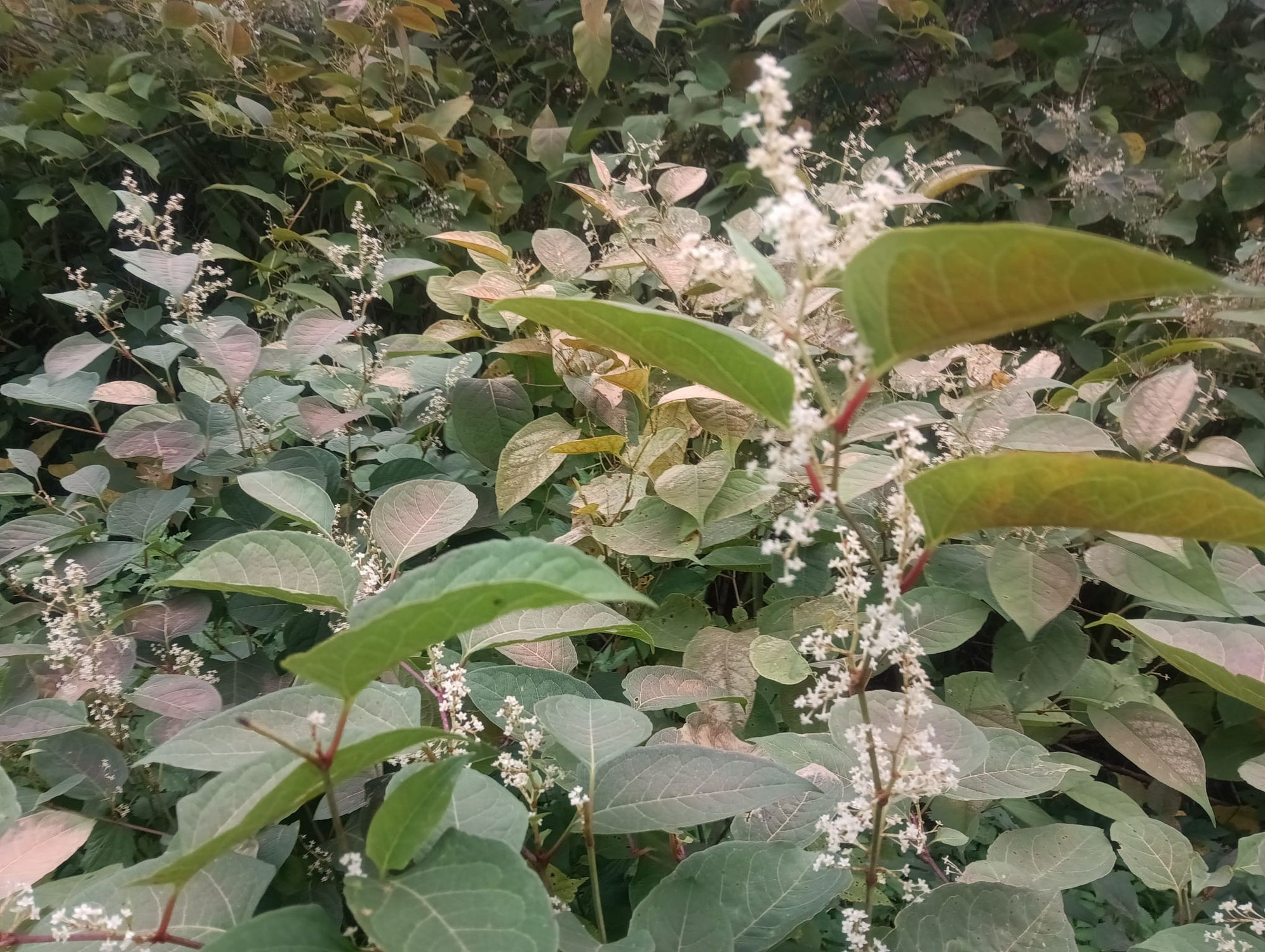 Staudenknöterich - Fallopia japonica
