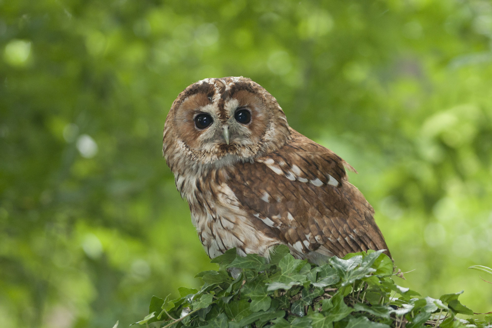 Eulen und Greifvögel auf Brautschau