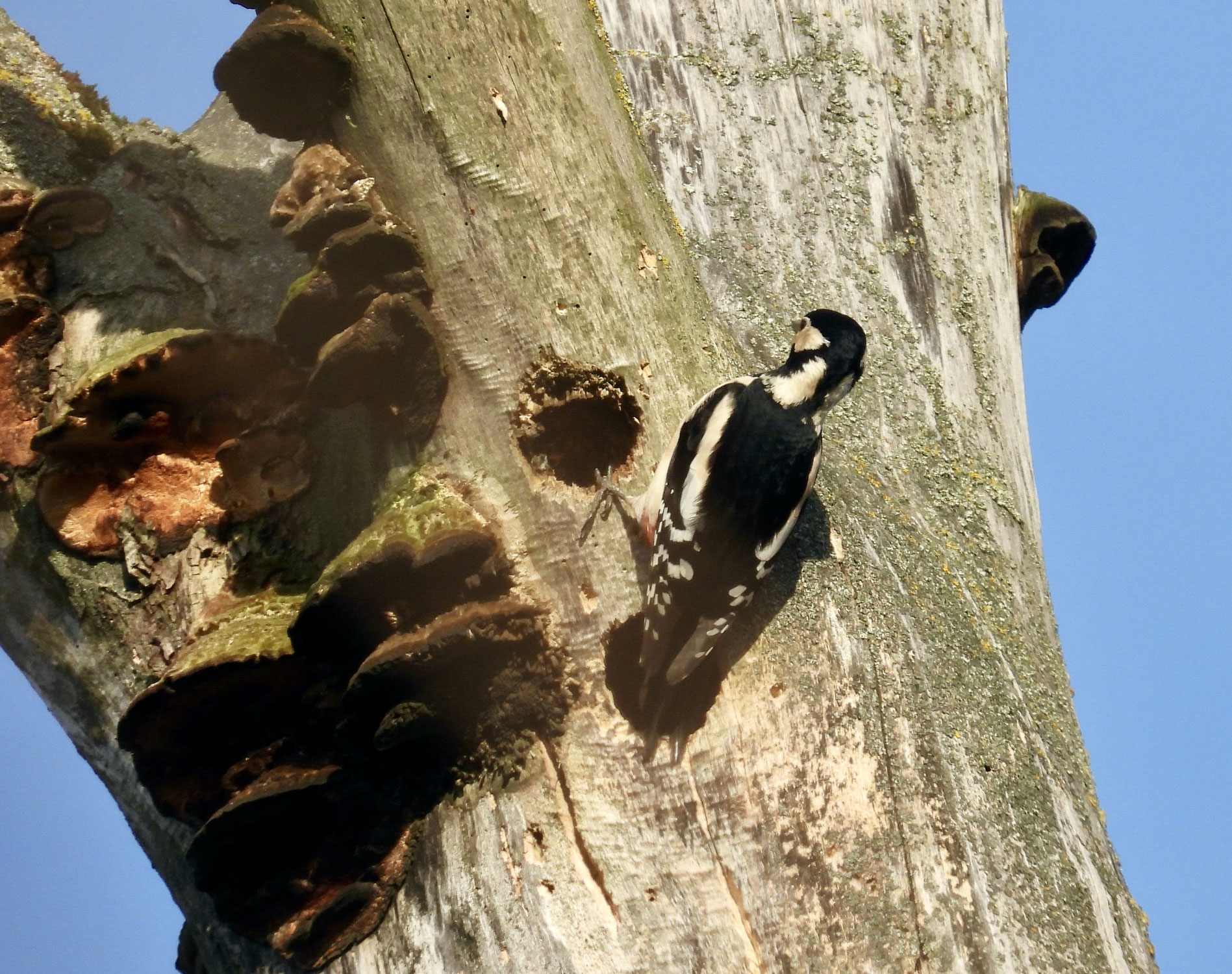 Der Buntspecht – ein Meister des Waldes