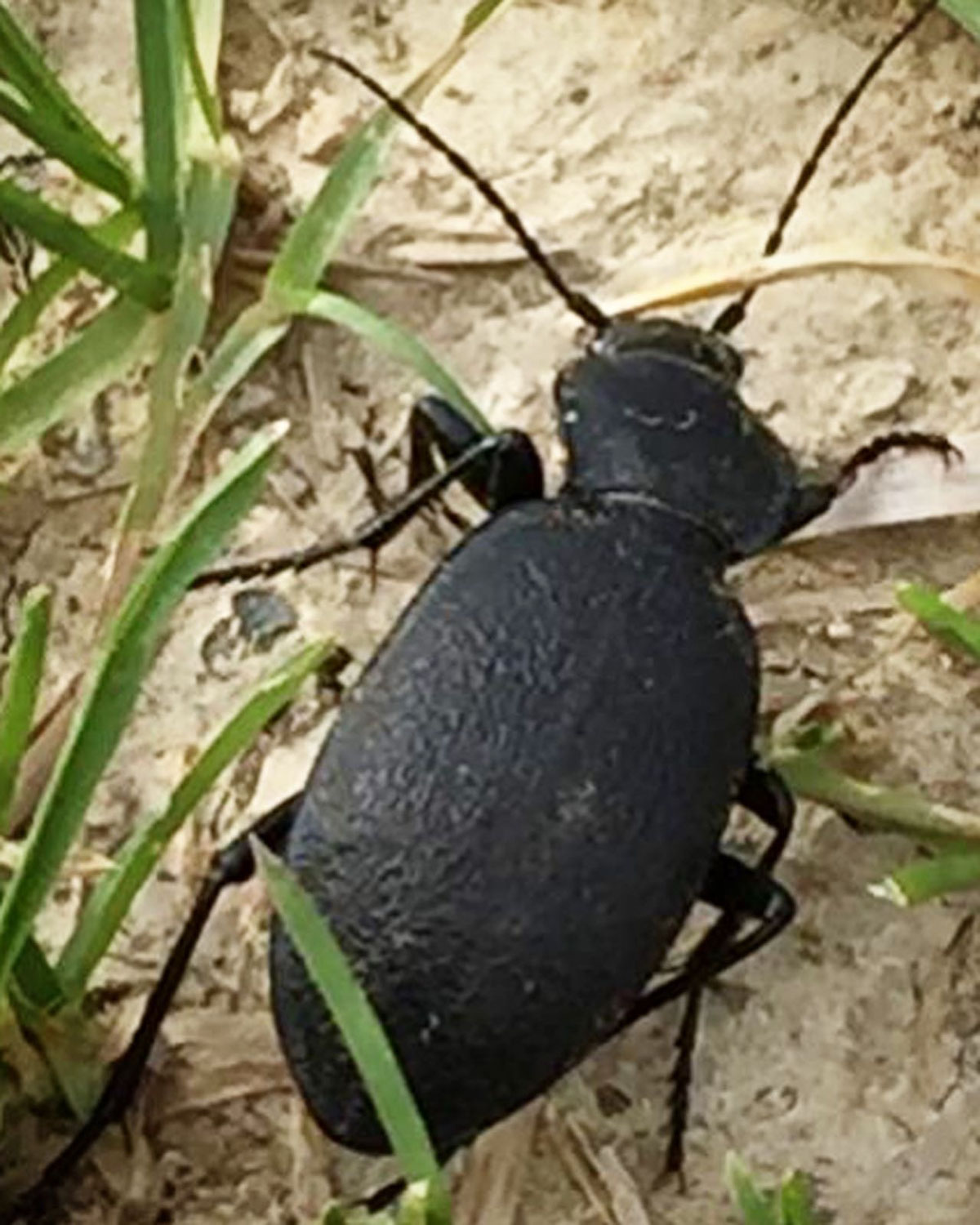 Insekten - Beobachtungen beim Insektensommer im August 