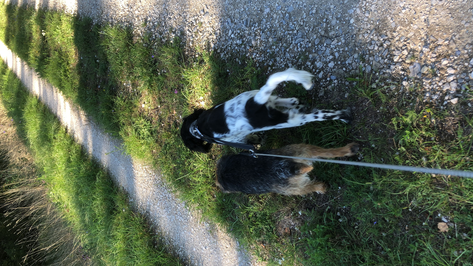 Spaziergang mit und ohne Hund genießen!