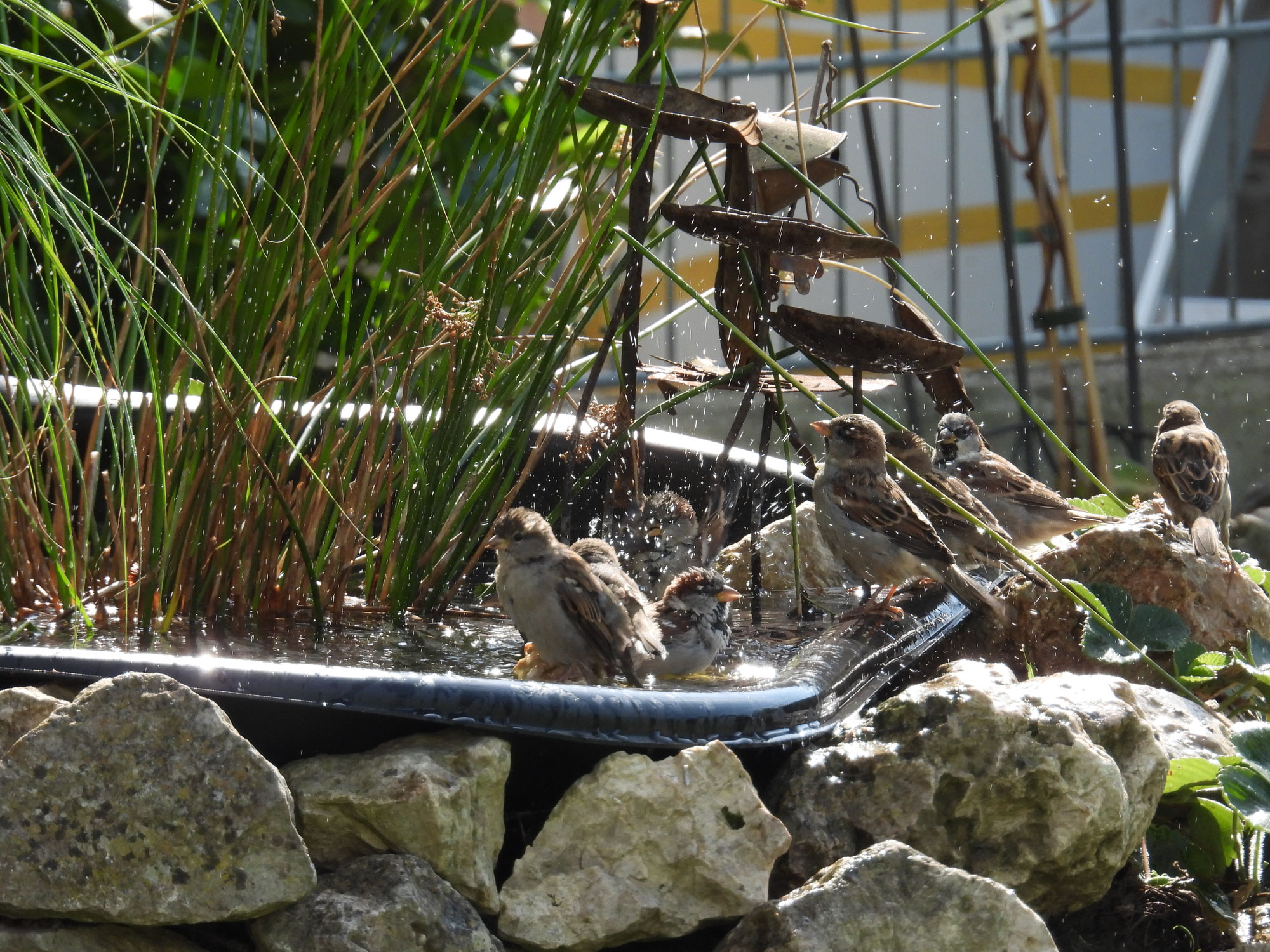 Lebensraum Garten – Vor der eigenen Tür fängt Naturschutz an  Ihr Garten ist das nächste „Naturschutzgebiet“!