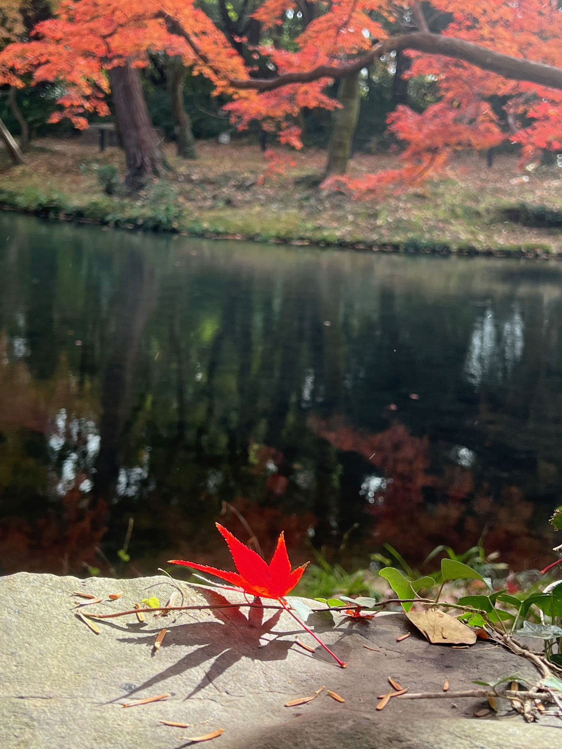 秋冬