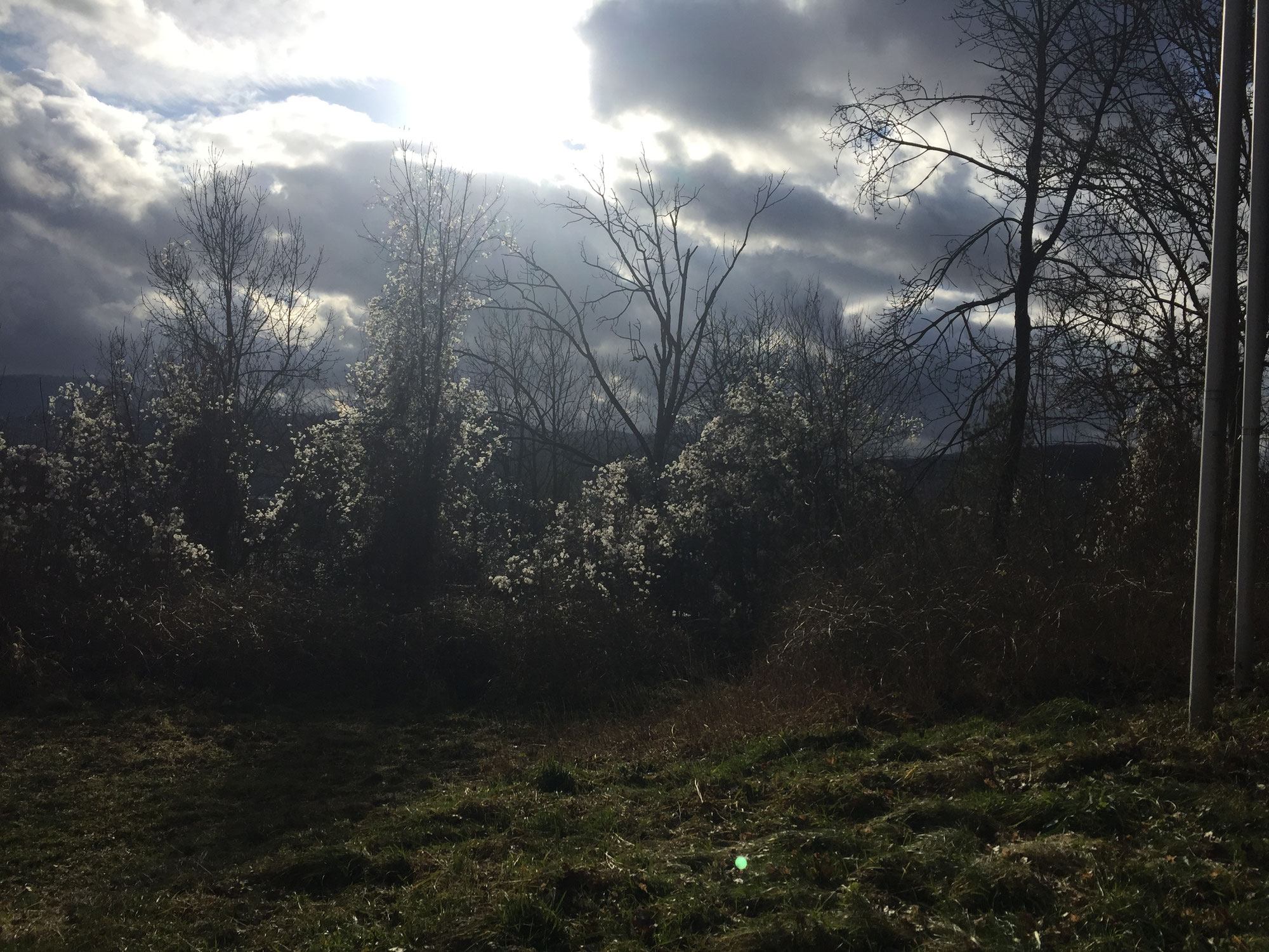 Naturgarten im Vorfrühling